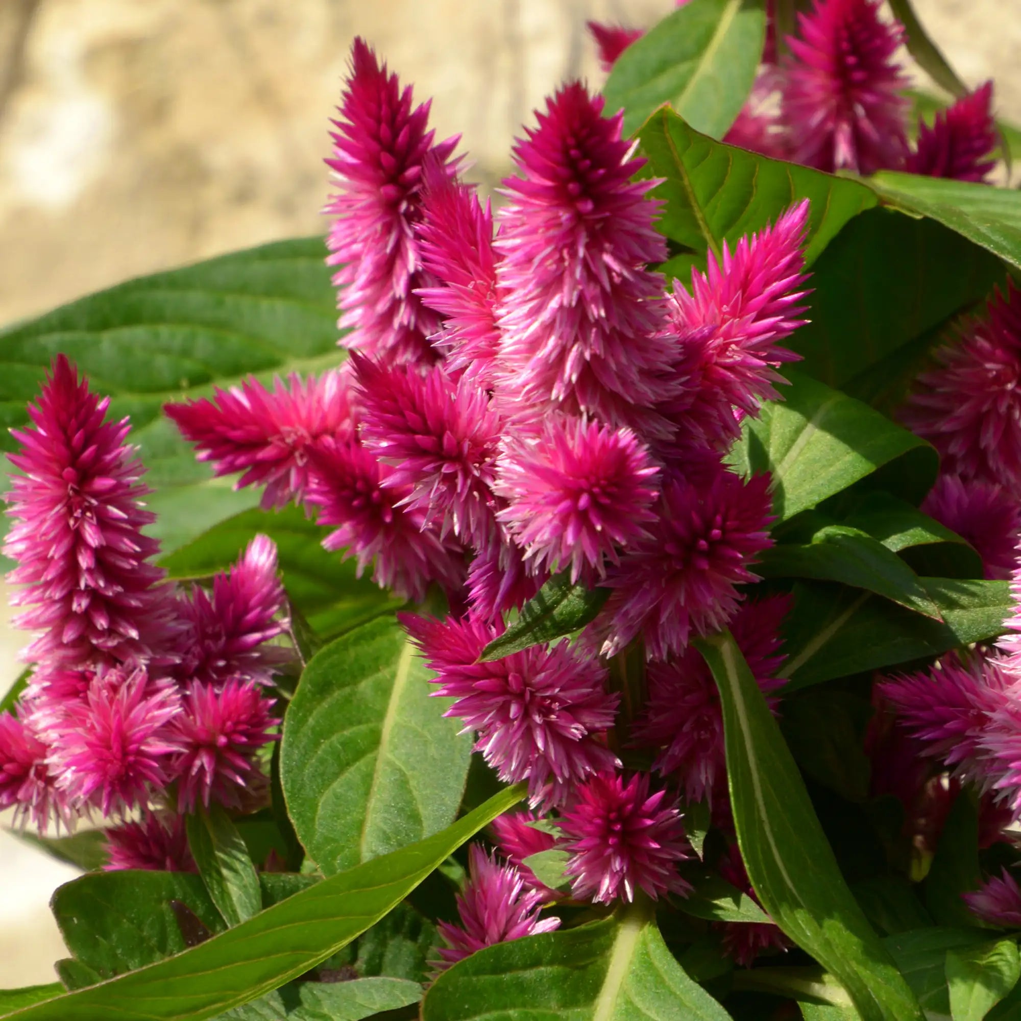 Celosia 'Kelos® Atomic Violet'