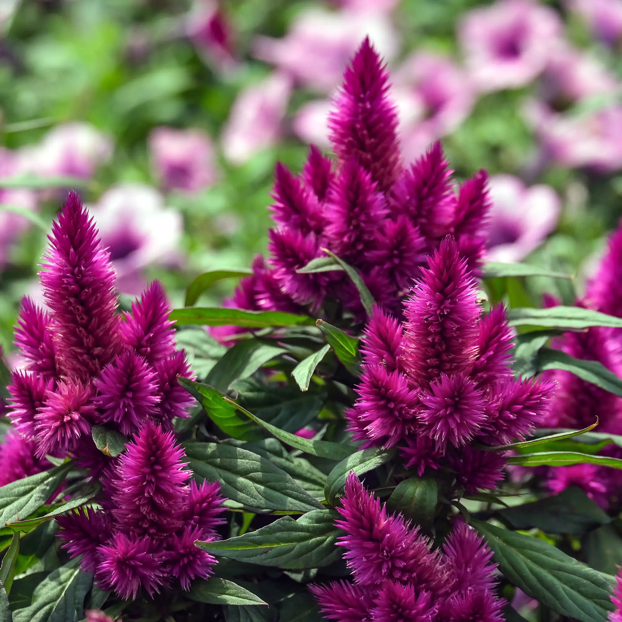 Celosia 'Kelos™ Fire Magenta'