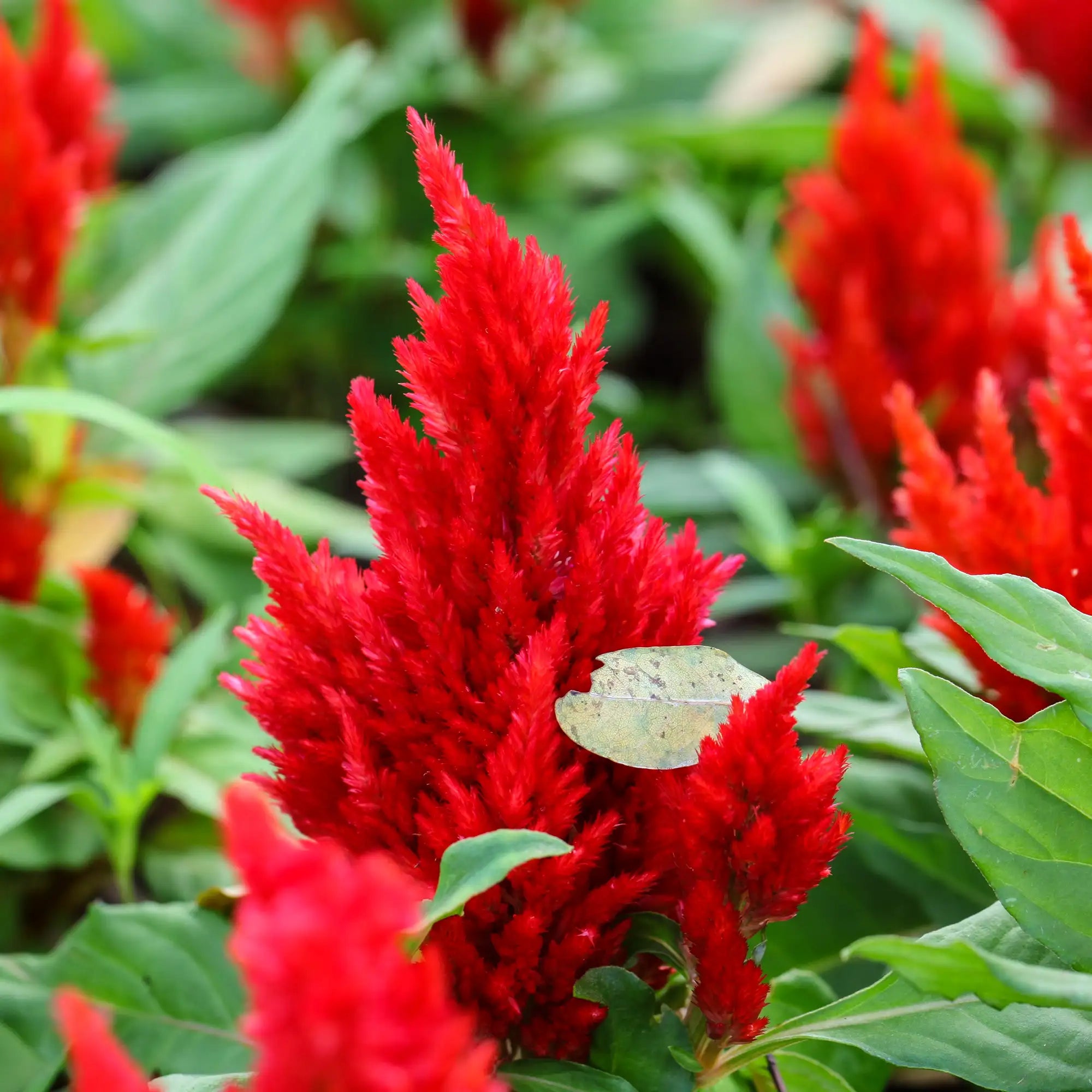 Celosia 'Kelos™ Fire Red'