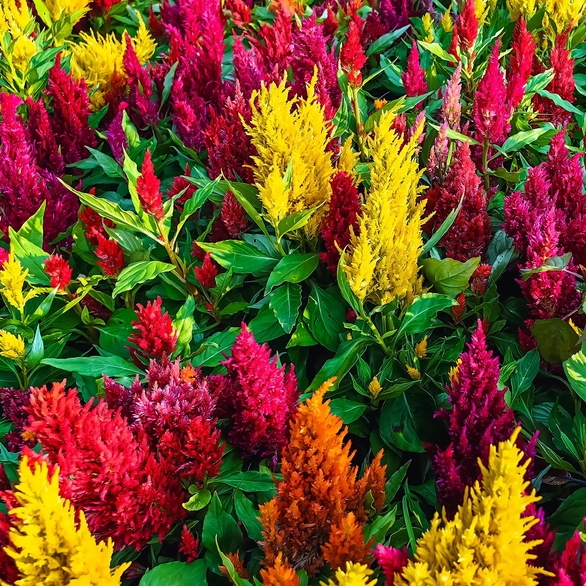 Celosia 'Sunday™ Mix'