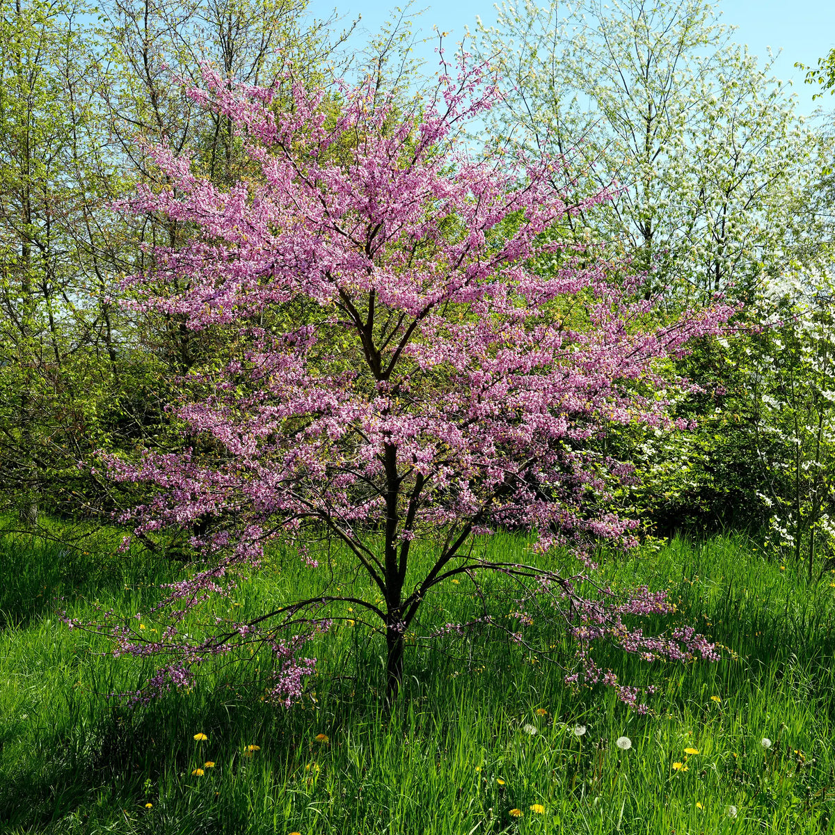 Redbud Eastern
