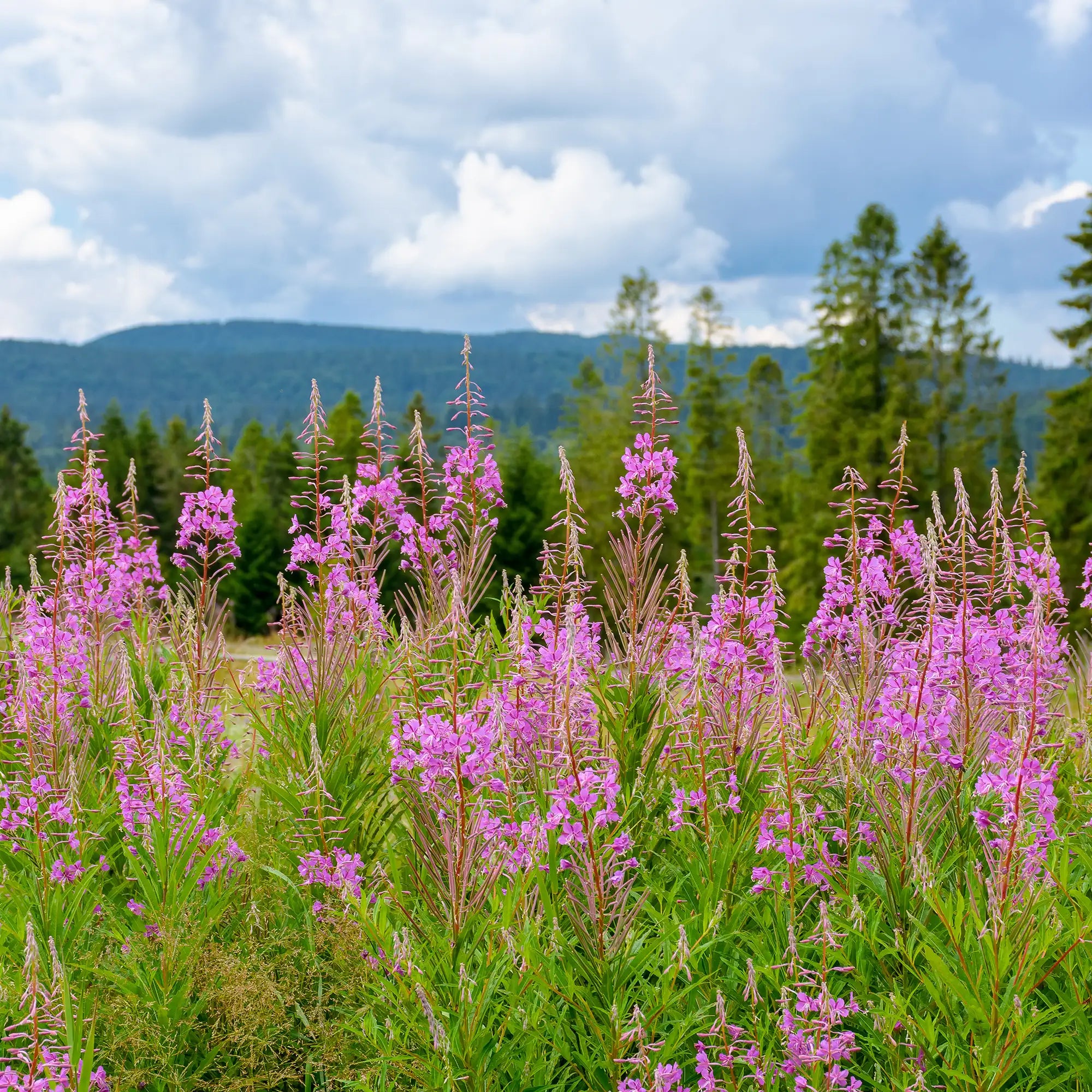 Fireweed