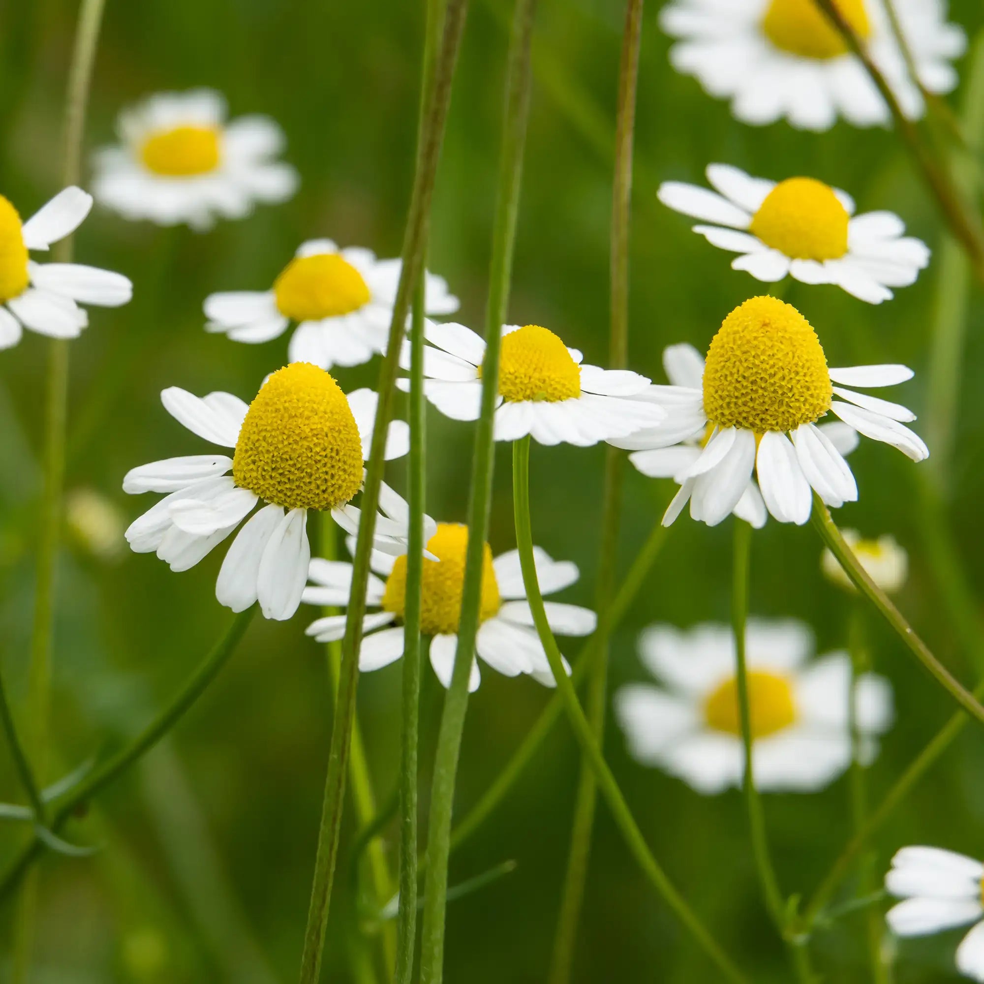 Chamomile German