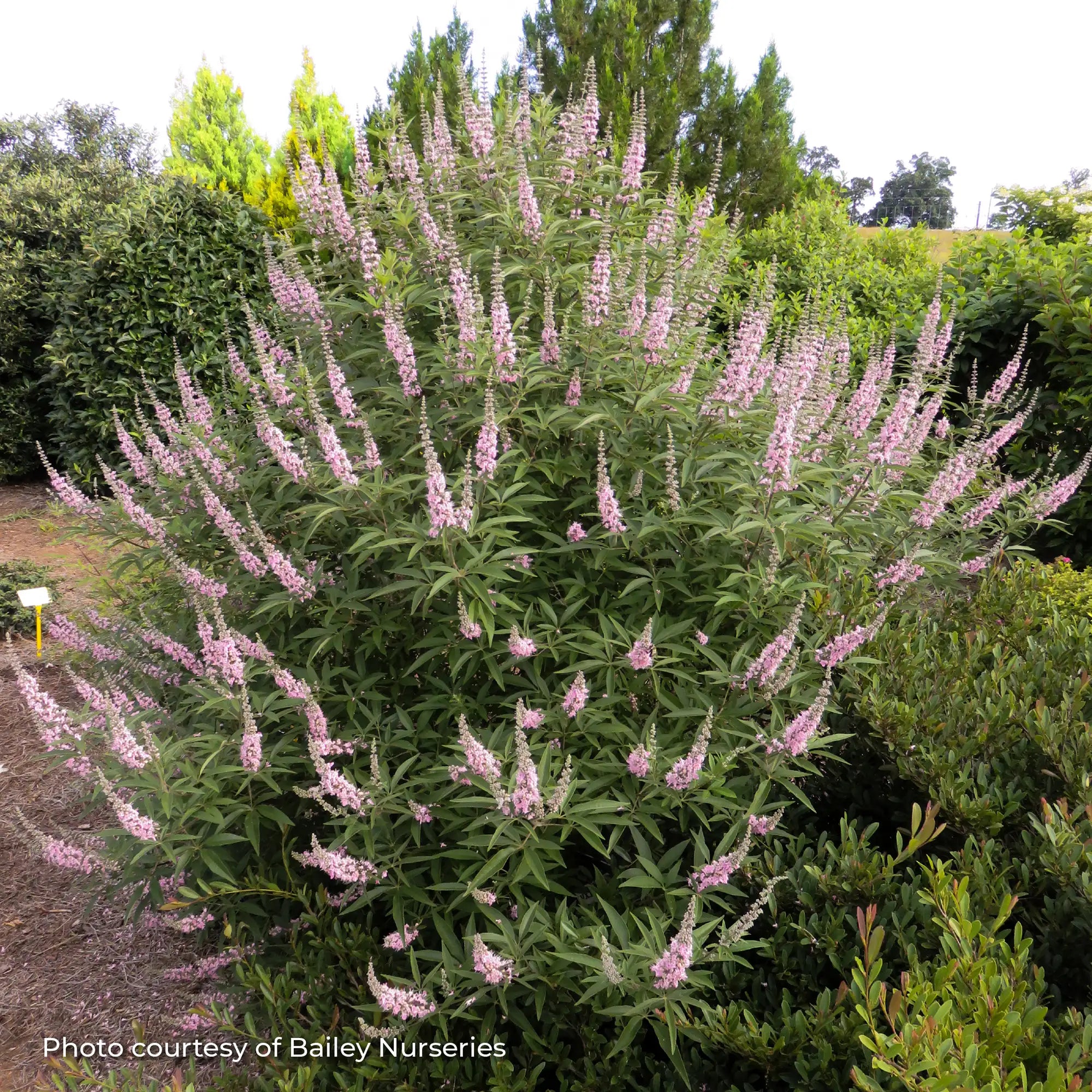 Chastetree 'Galactic Pink®'