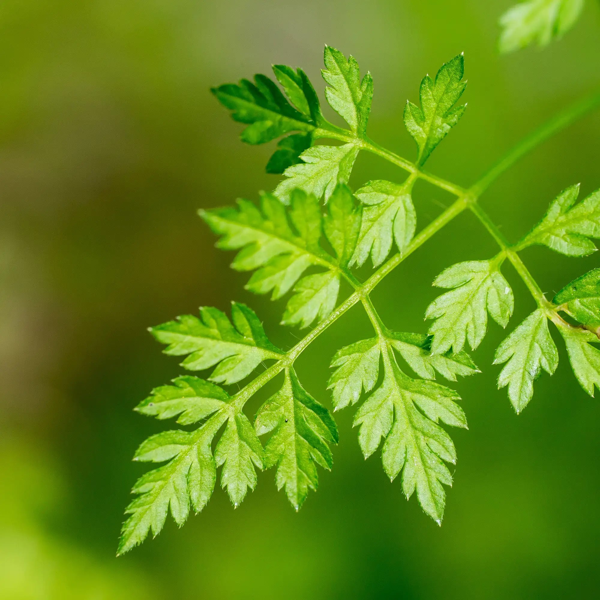 Chervil