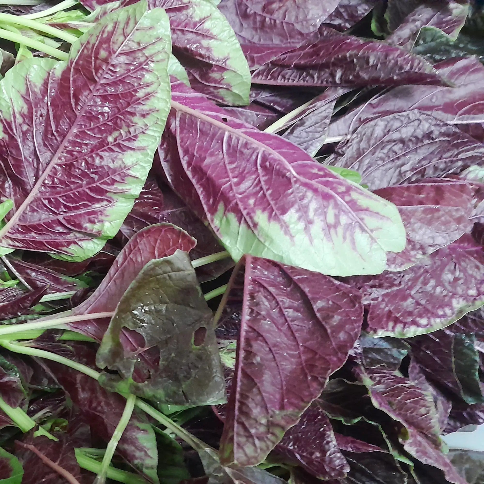 Chinese Spinach 'Red Ocean'