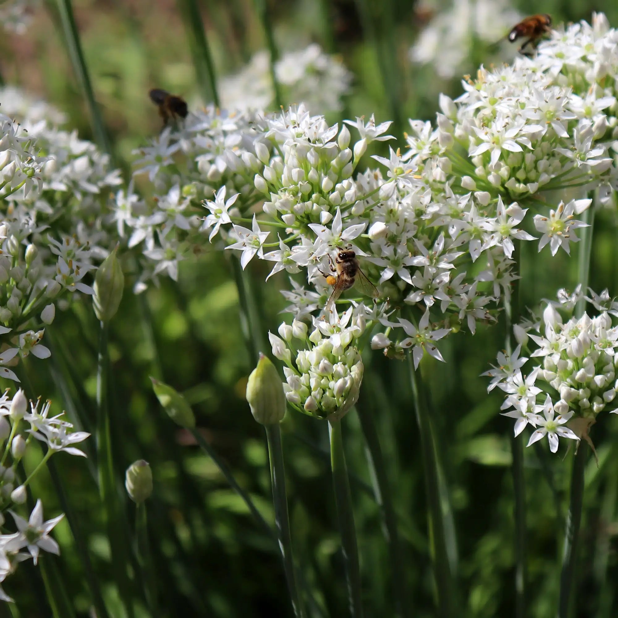 Chives Garlic