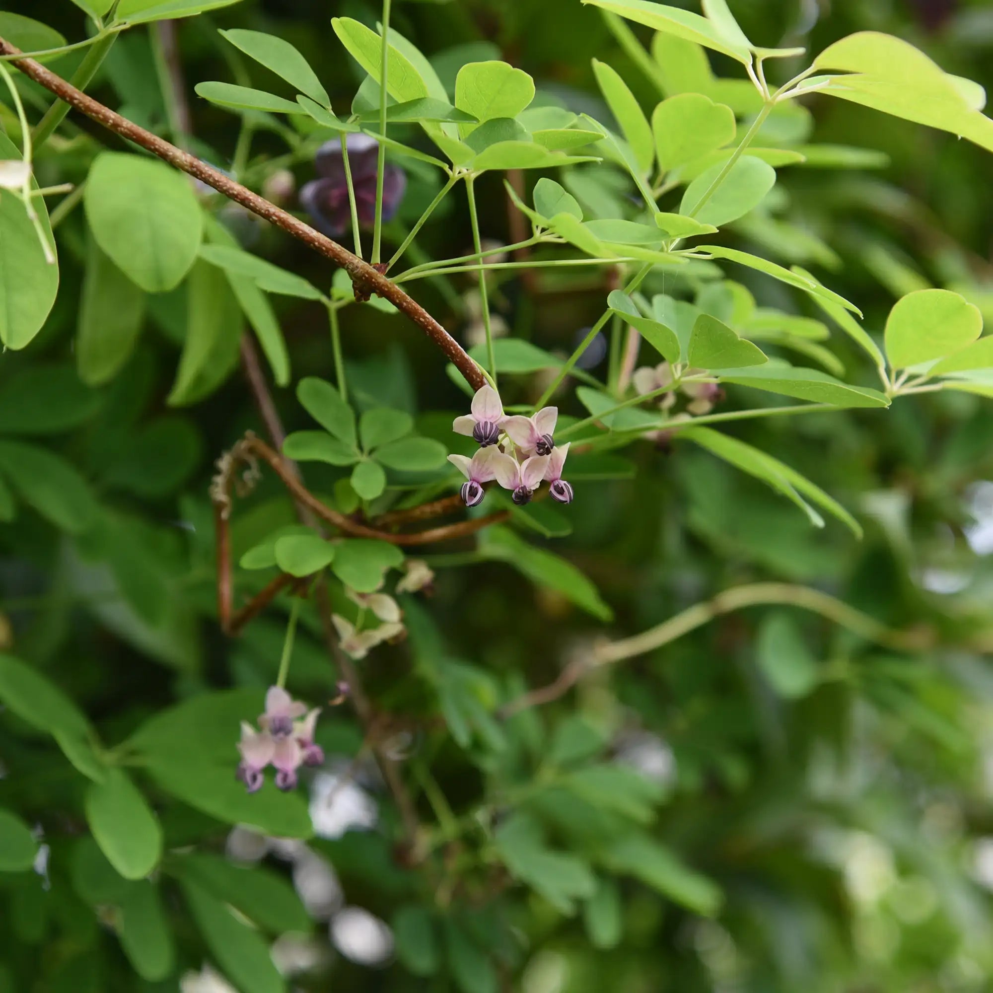 Small, pale pink flowers of Silver Bells Chocolate Vine
