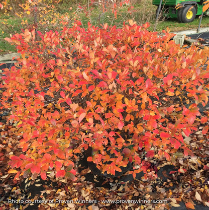 Chokeberry 'Low Scape Mound®'