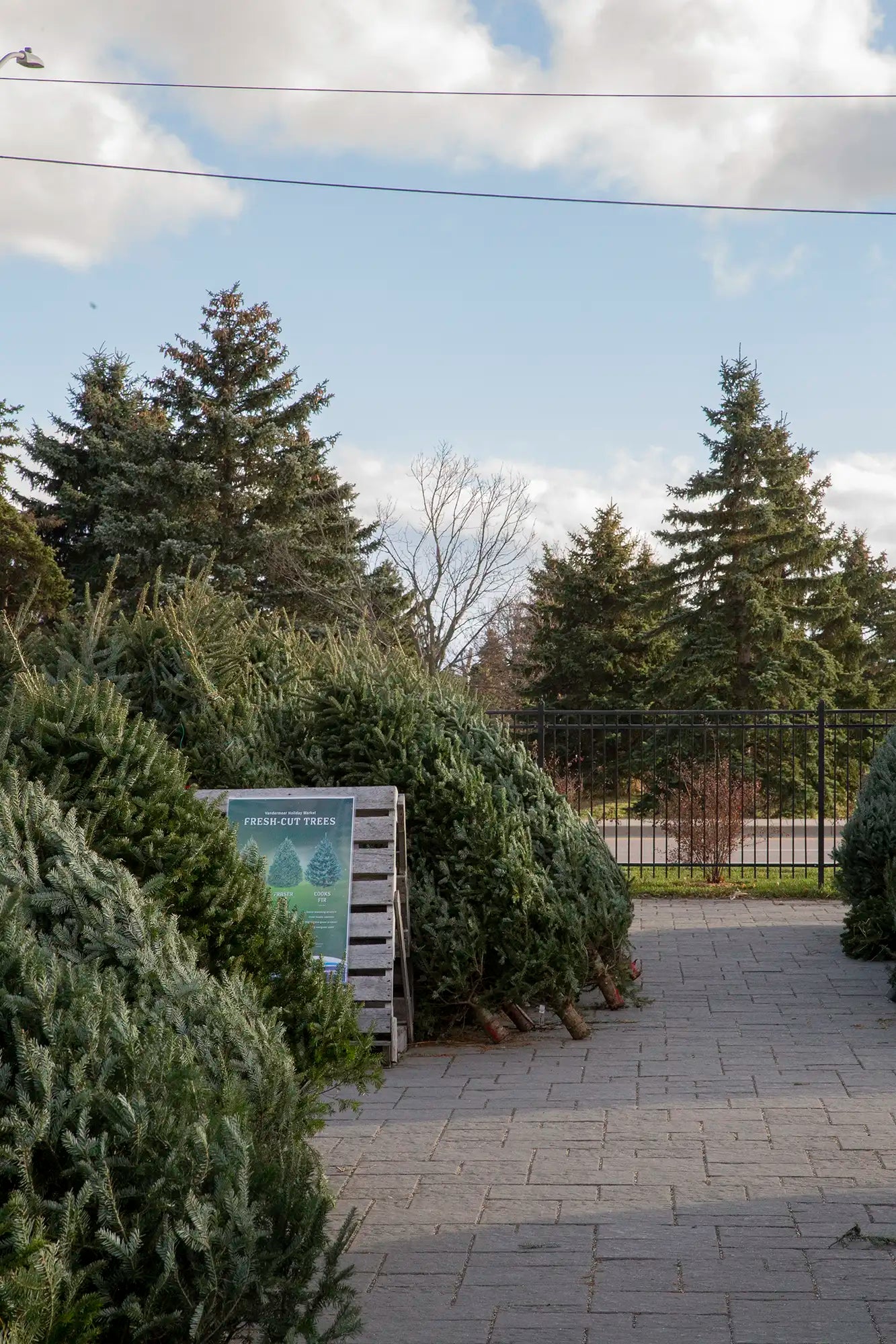 Row of Christmas trees for sale with a sign in an outdoor garden centre setting