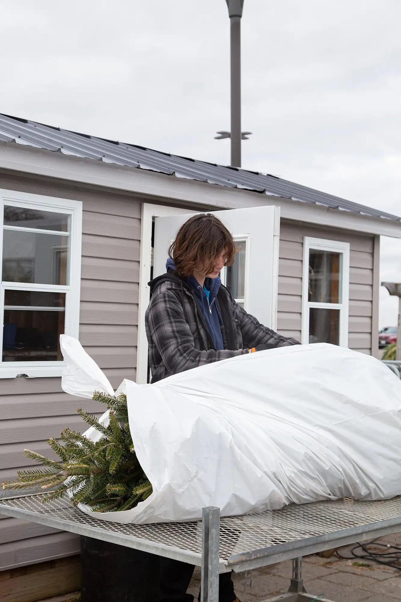 Employee bagging Christmas tree after making a fresh cut to load for customer. 