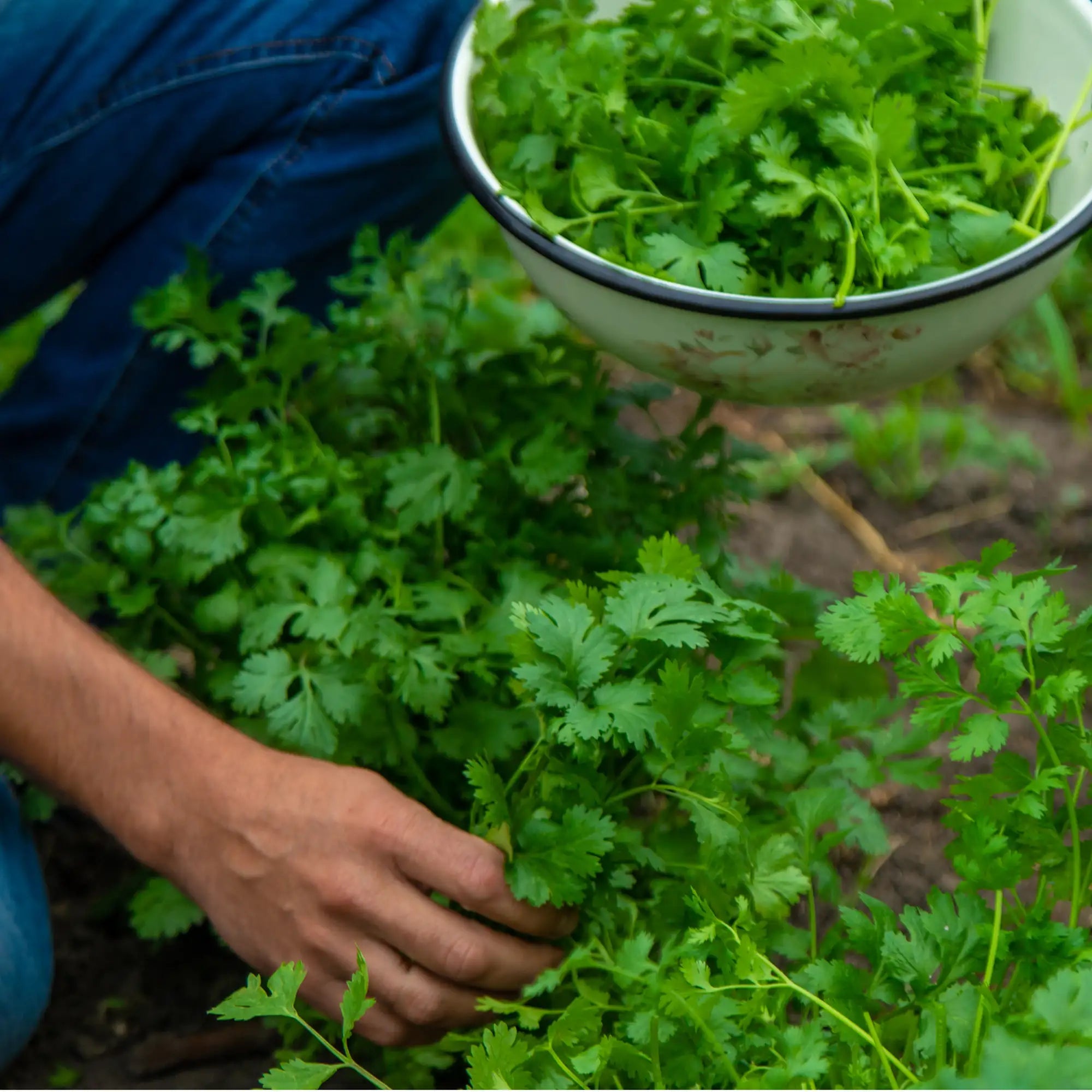 Person harvesting fresh green Cilantro herbs from a garden with a bowl.