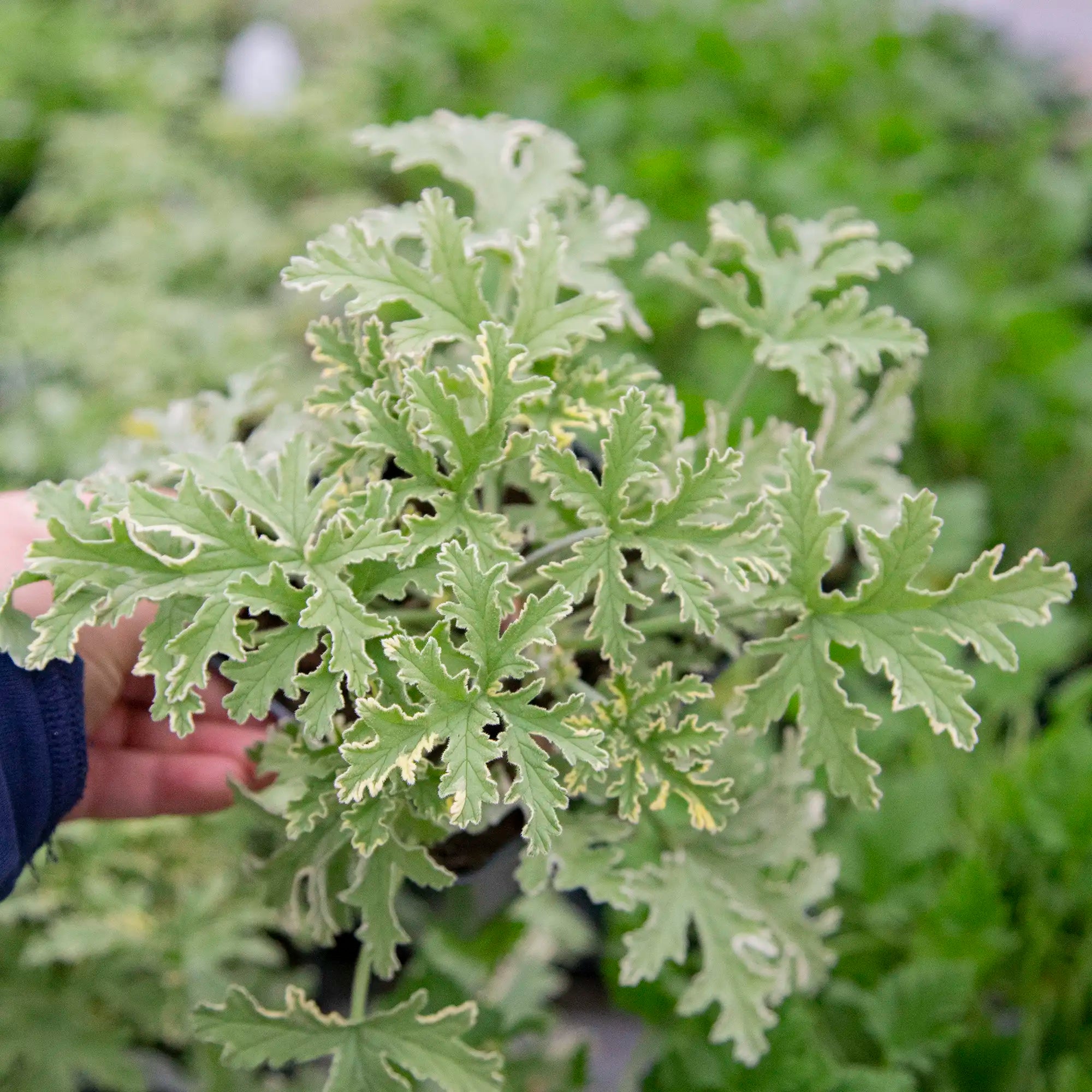 Citronella (Geranium) 'Lady Plymouth'