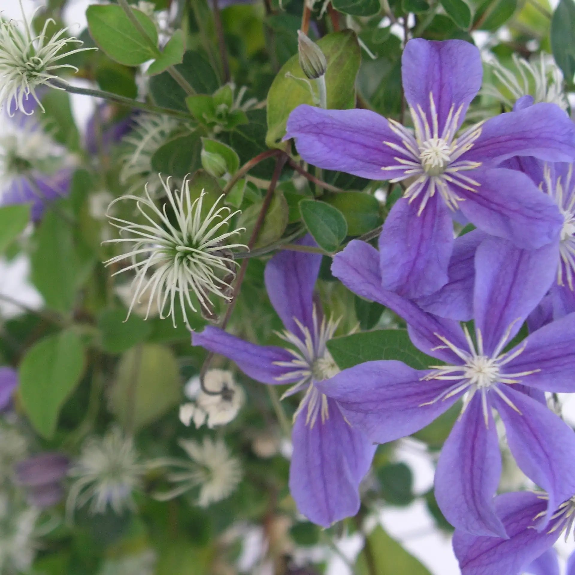 Clematis 'Arabella'