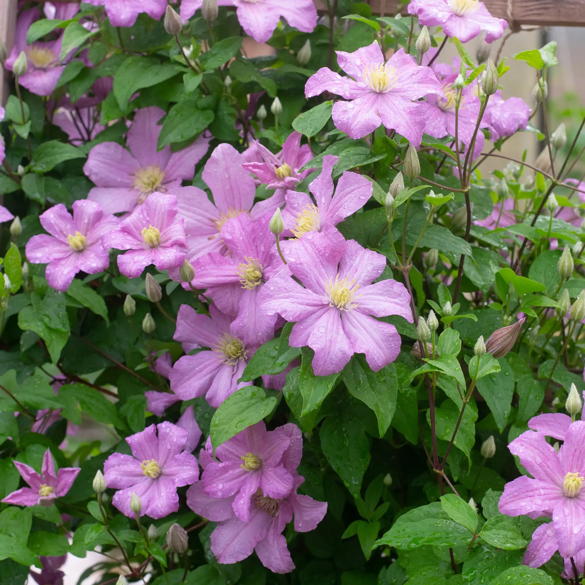 Clematis 'Comtesse de Bouchaud'