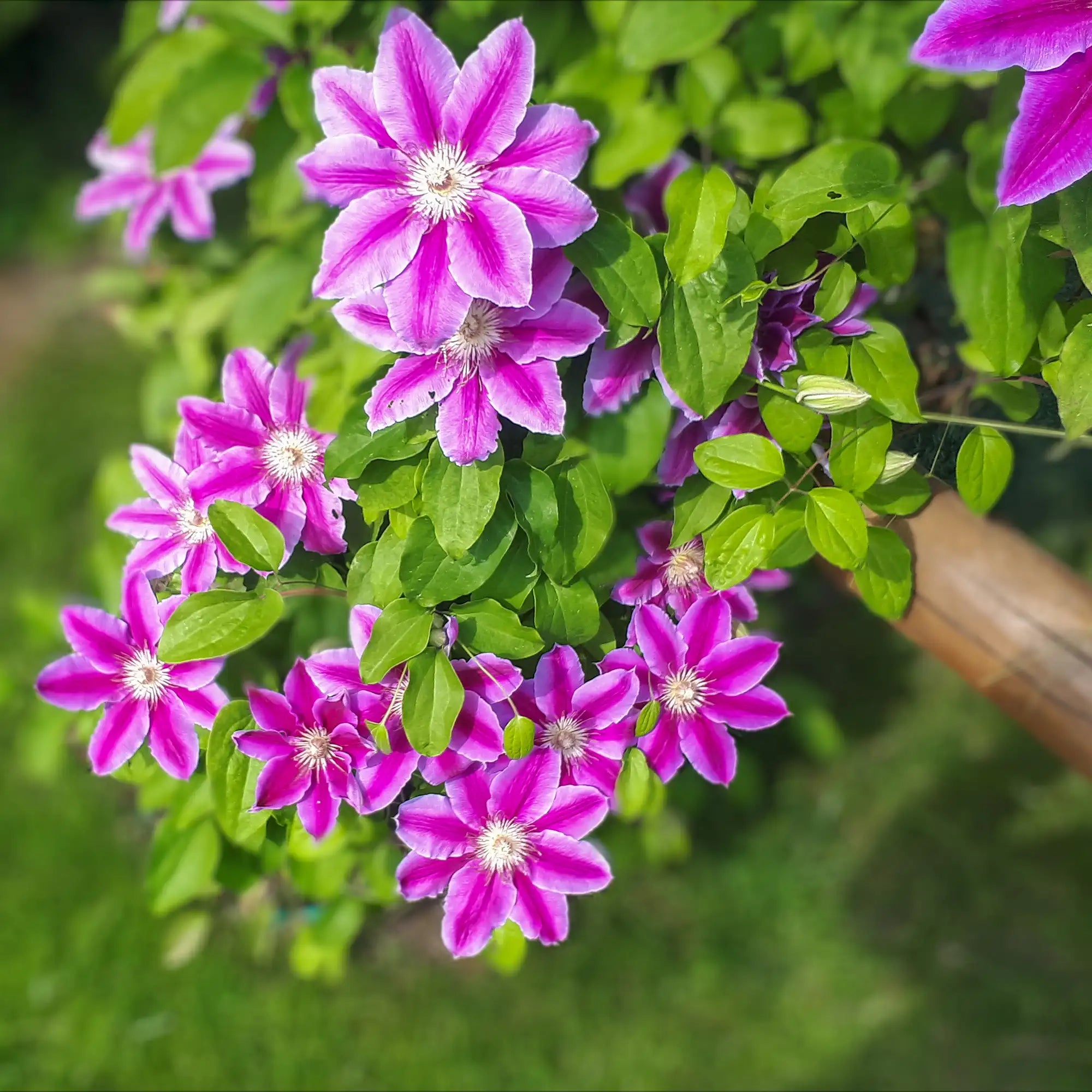 Clematis 'Dr. Ruppel'