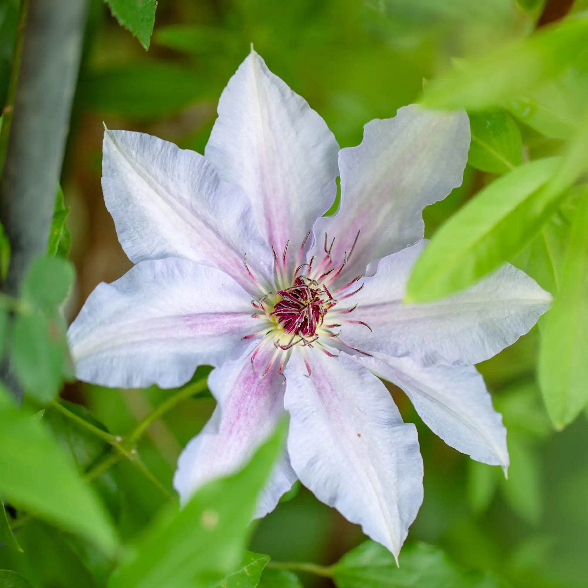 Clematis 'Duchess of Edinburgh'