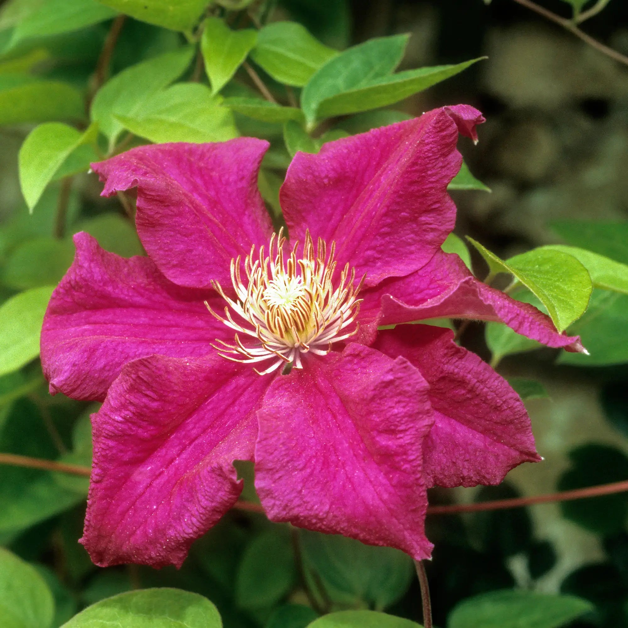 Clematis 'Ernest Markham'
