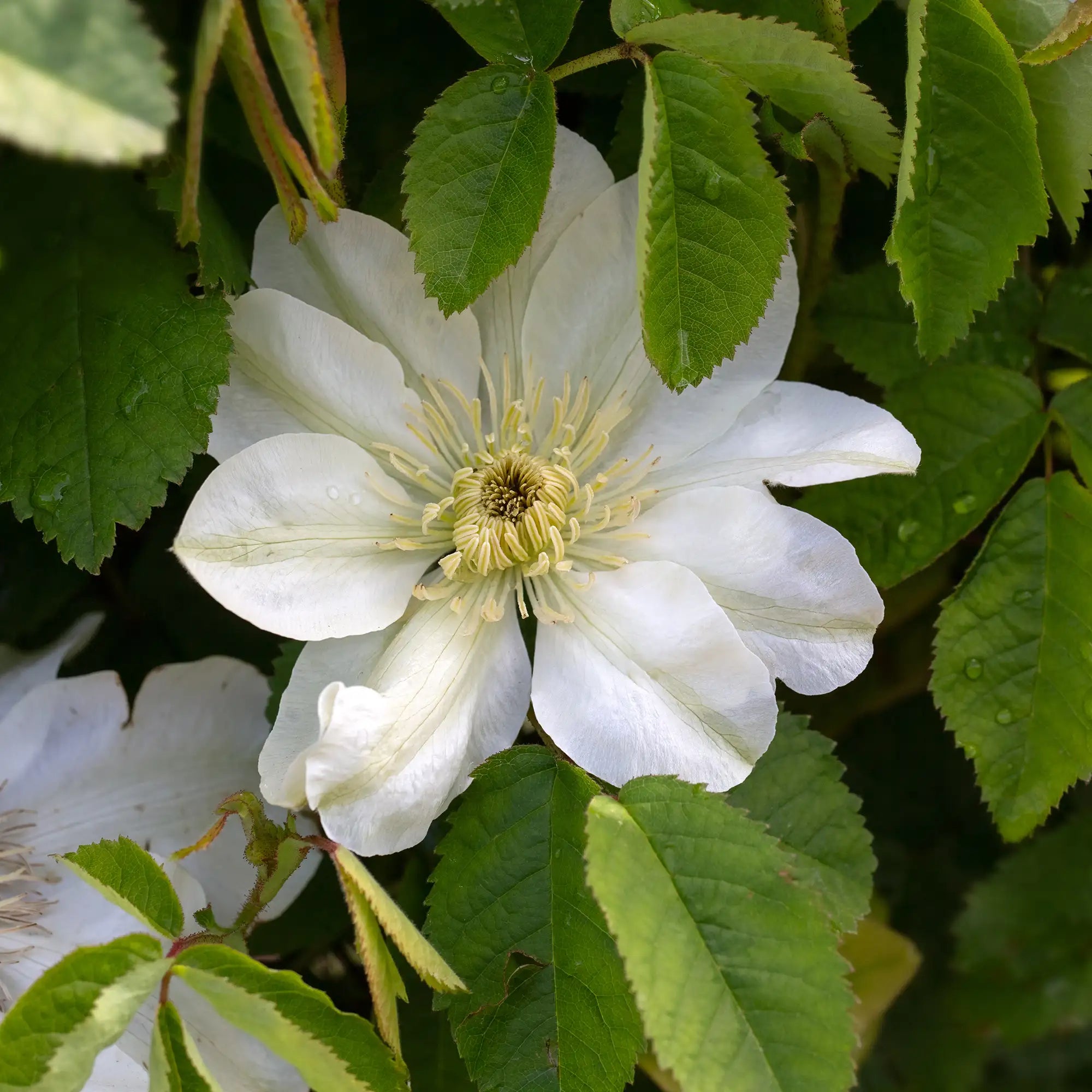 Clematis 'Gillian Blades'