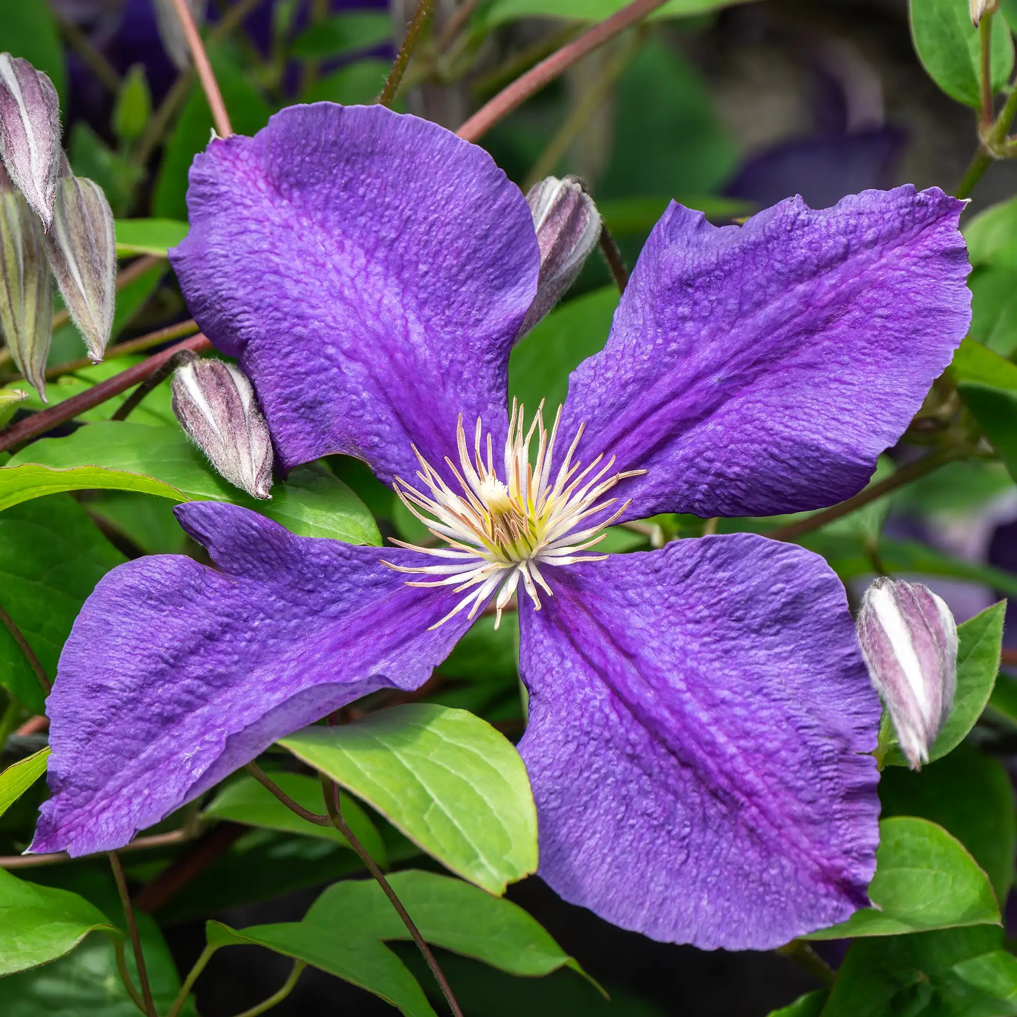 Clematis 'Jackmanii Superba'