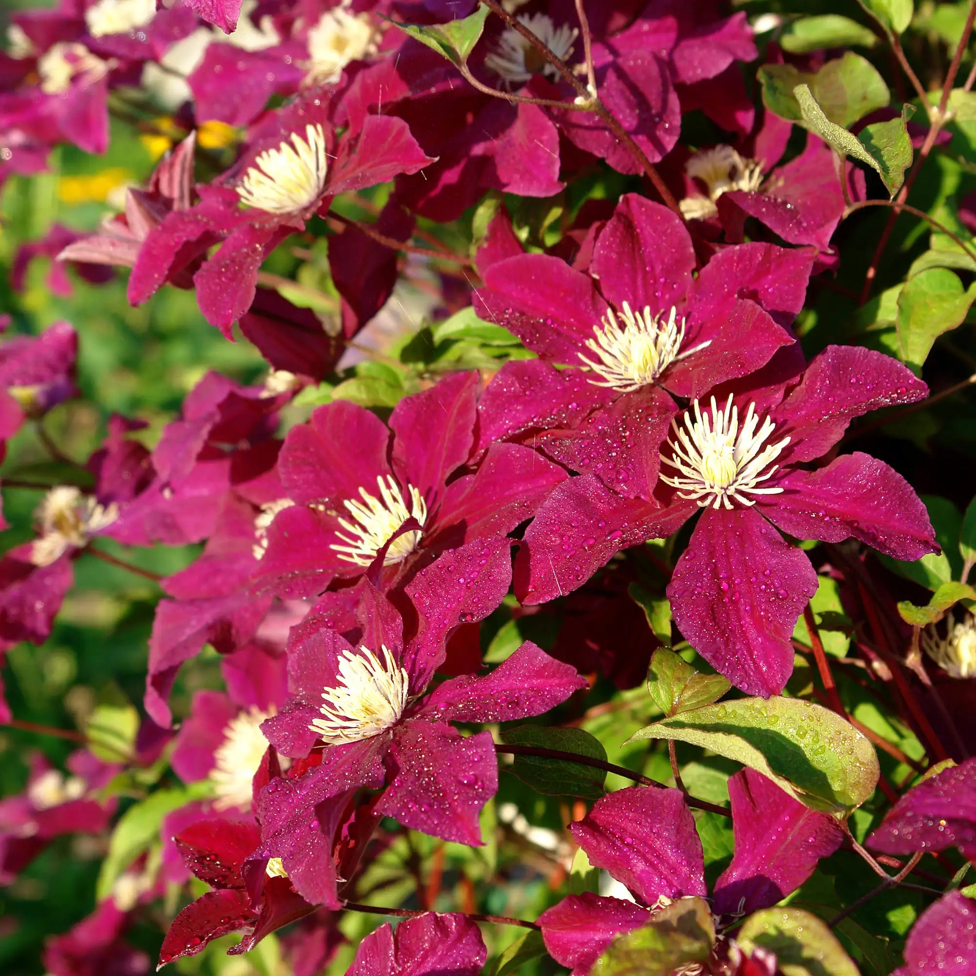 Clematis 'Rouge Cardinal'