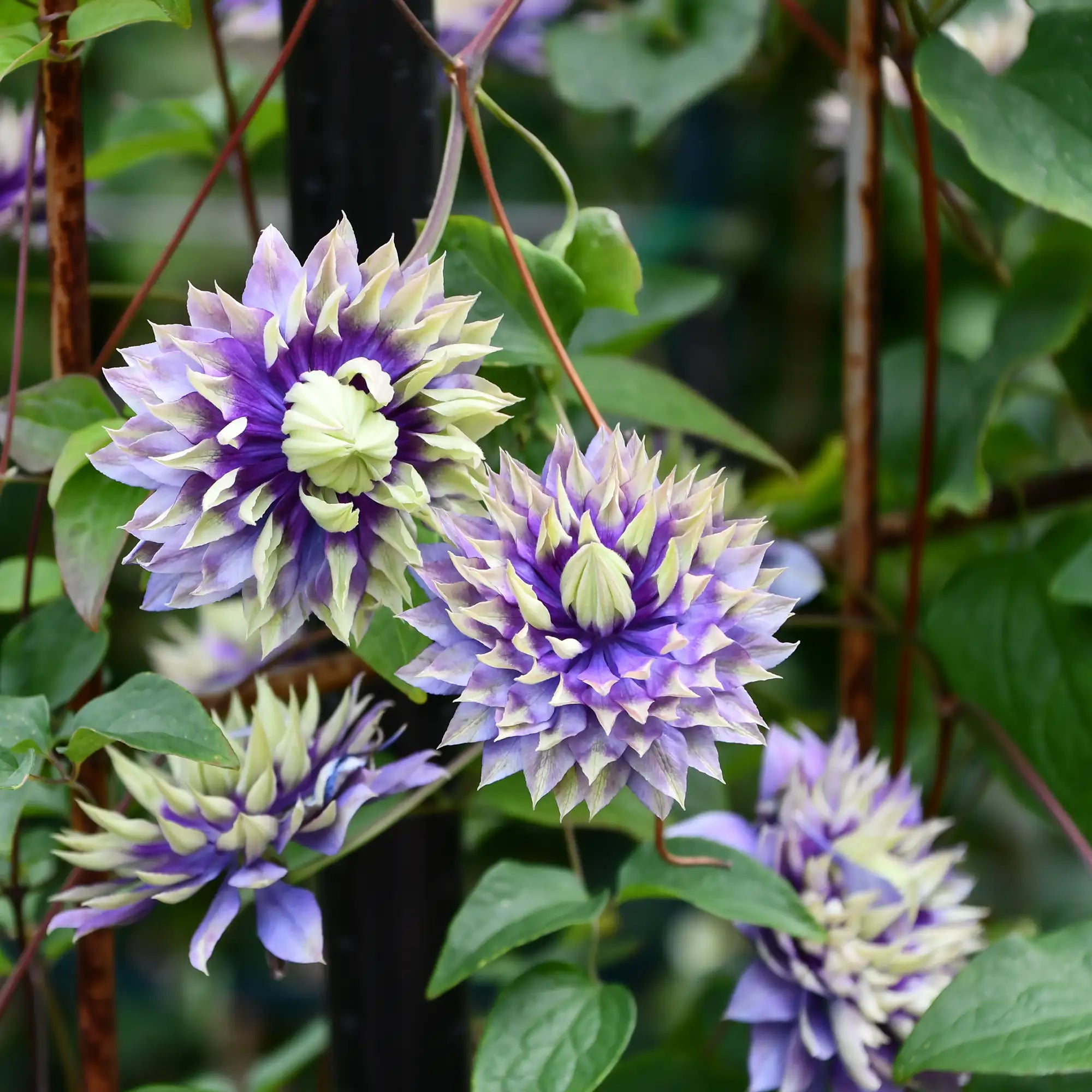 Clematis 'Taiga'