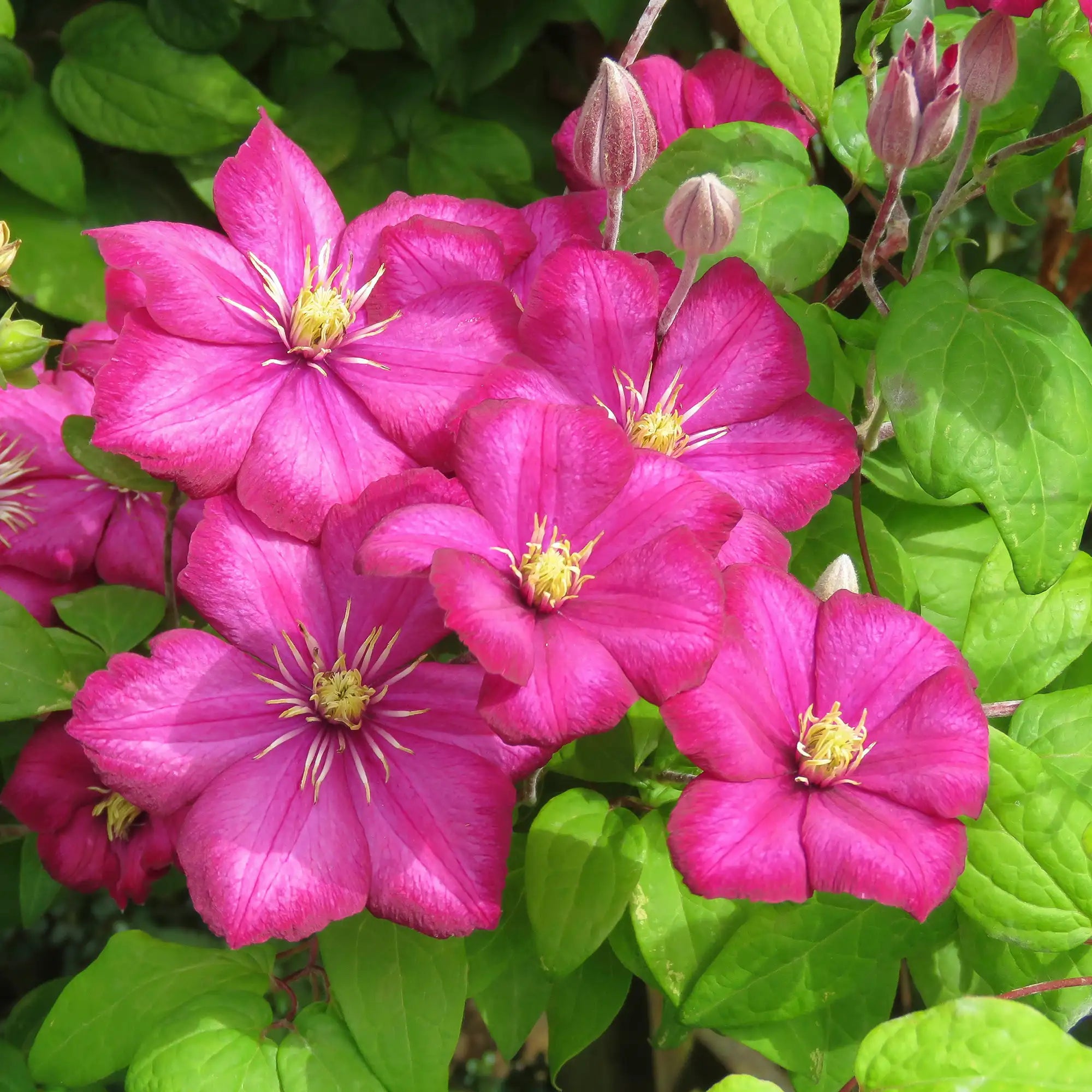 Clematis 'Ville de Lyon'