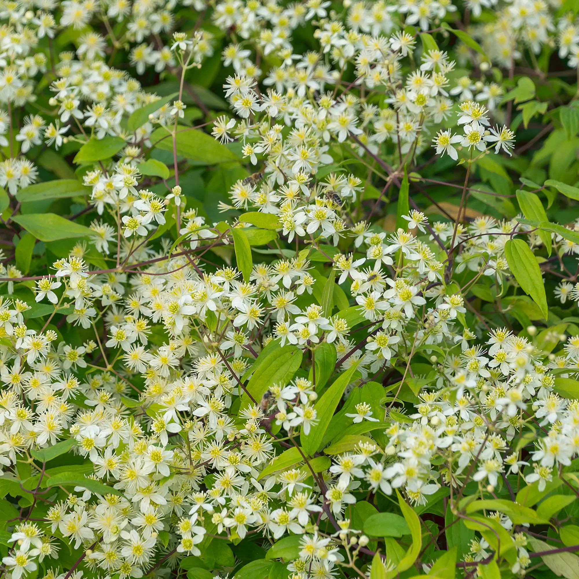 Clematis Virgin's Bower