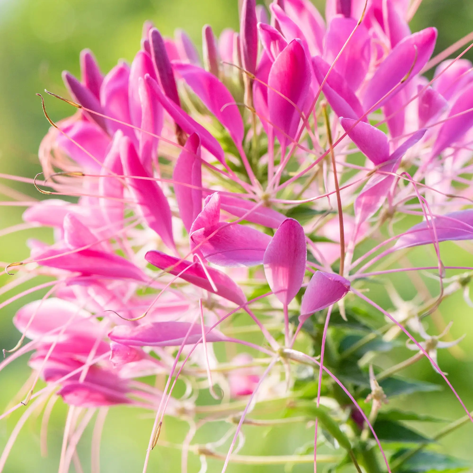 Cleome 'Cherry Queen'