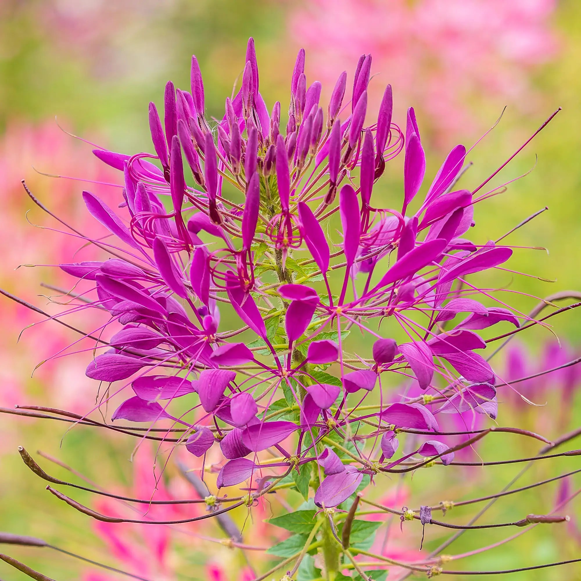 Cleome 'Violet Queen'