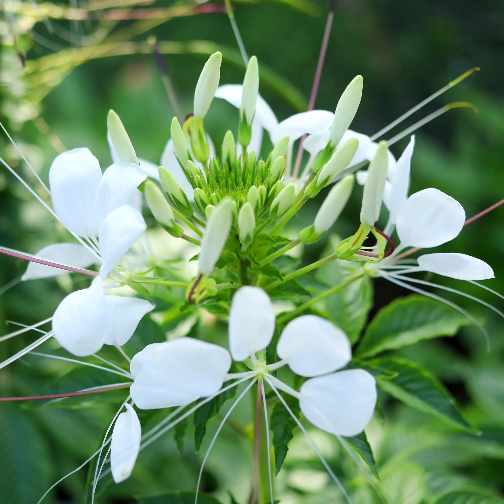 Cleome 'White Queen'