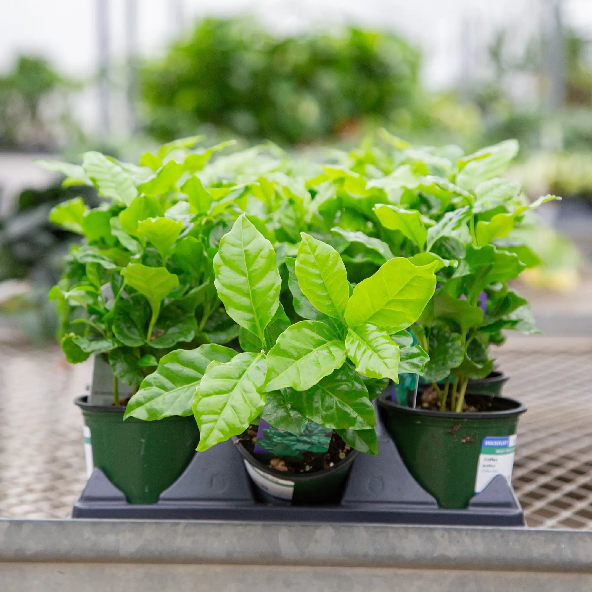 Coffee Plant