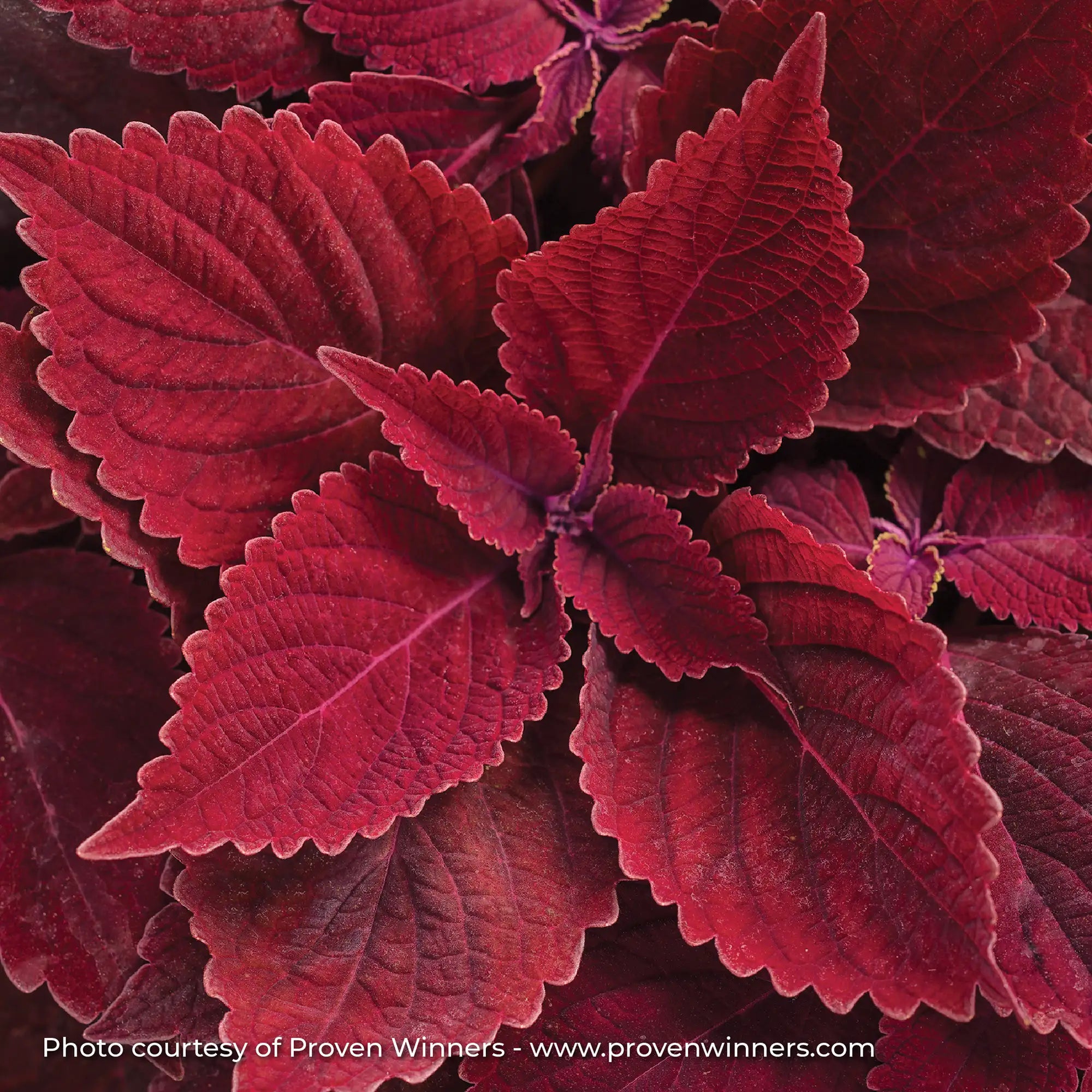 Coleus 'ColorBlaze® Rediculous®'
