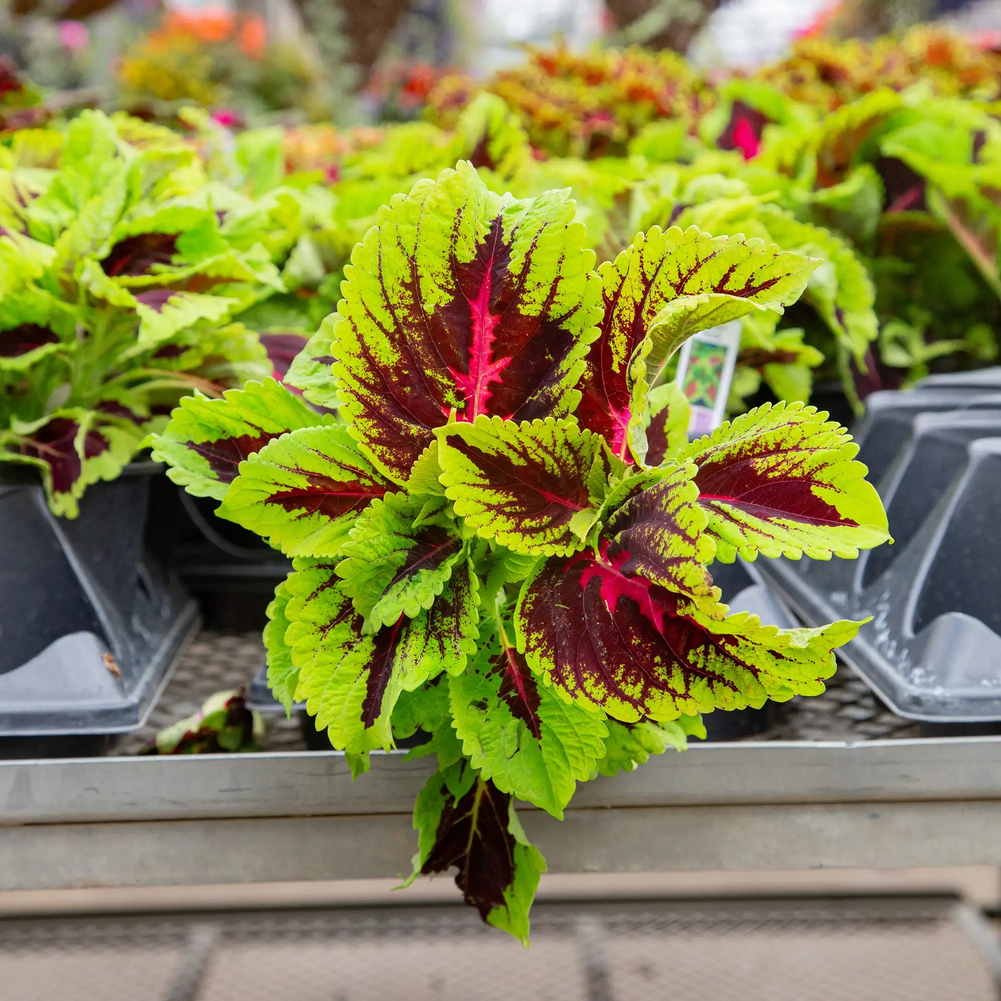 Coleus 'Kong® Rose'
