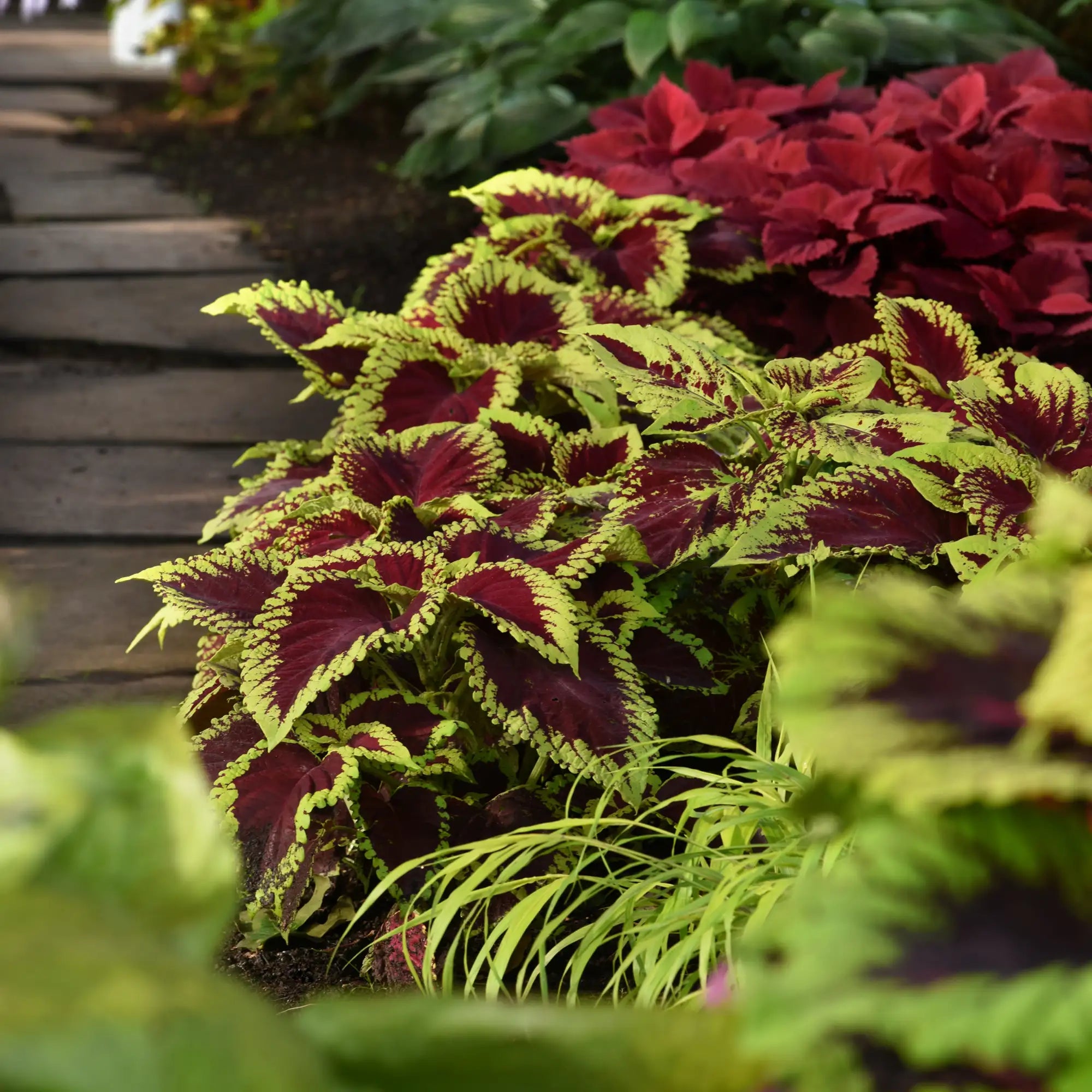 Coleus 'Kong® Scarlet'