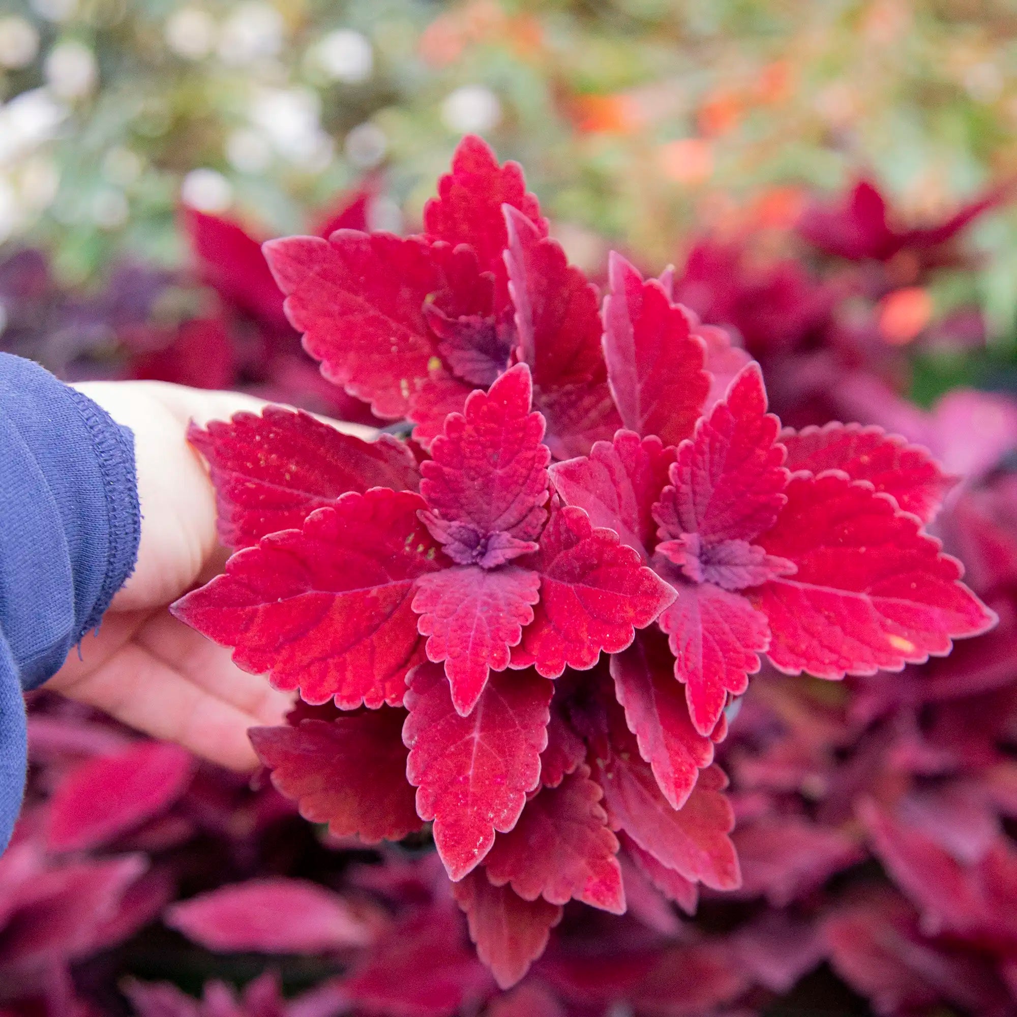 Coleus 'Main Street™ Beale Street'