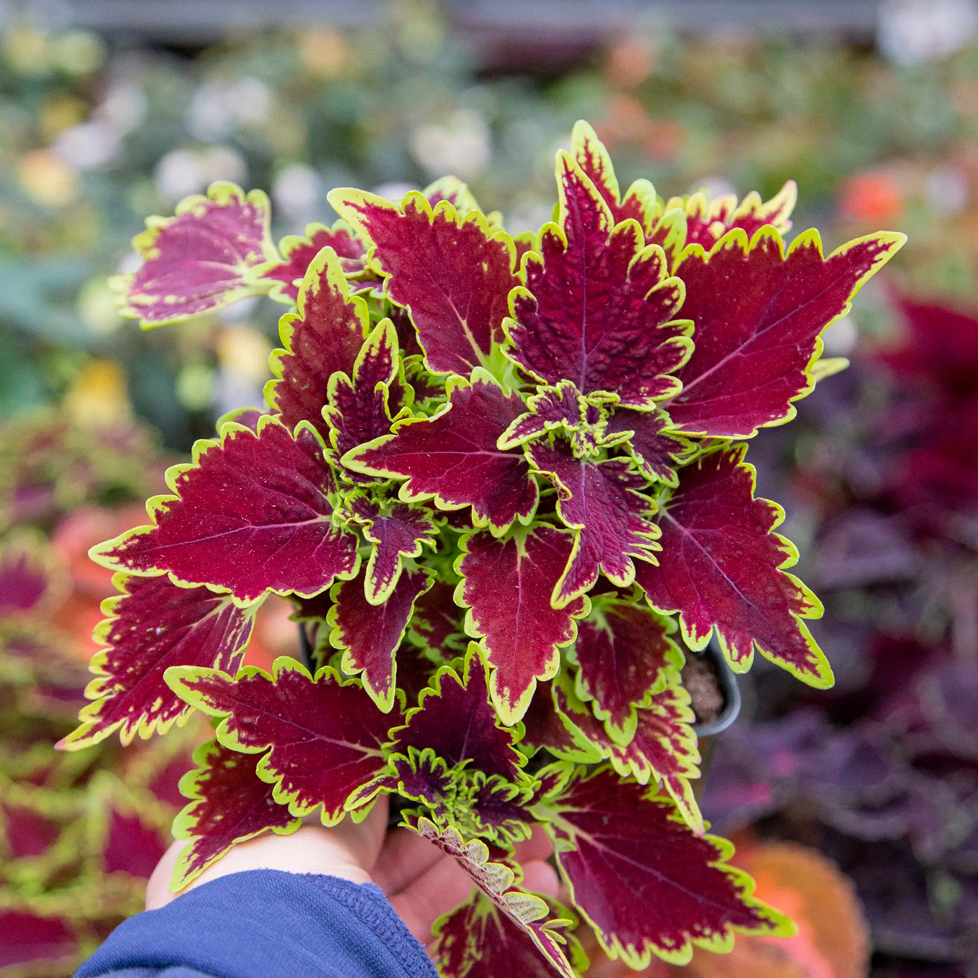Coleus 'Main Street™ Bourbon Street'