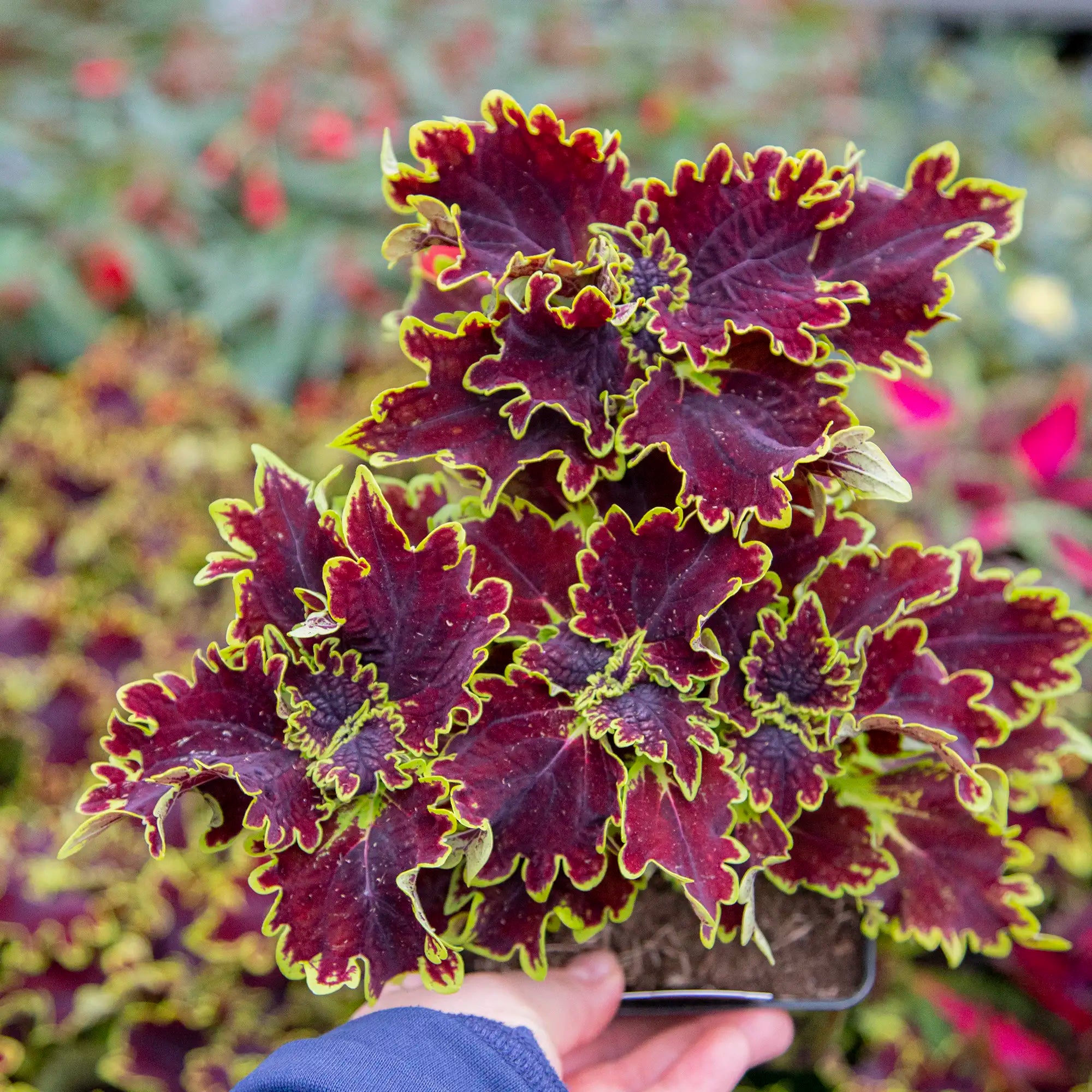 Coleus 'Main Street™ Portage Avenue'