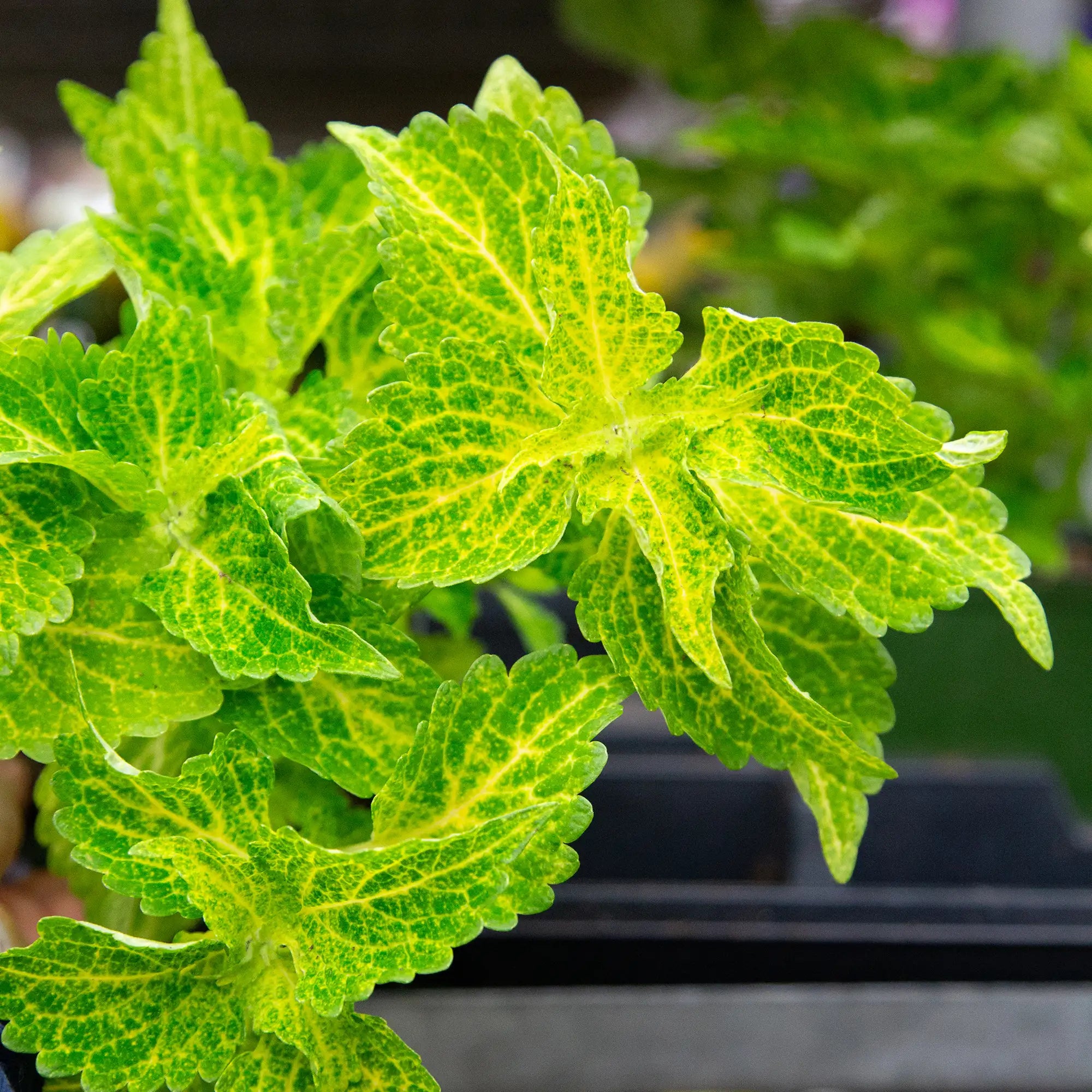 Coleus 'Main Street™ River Walk'