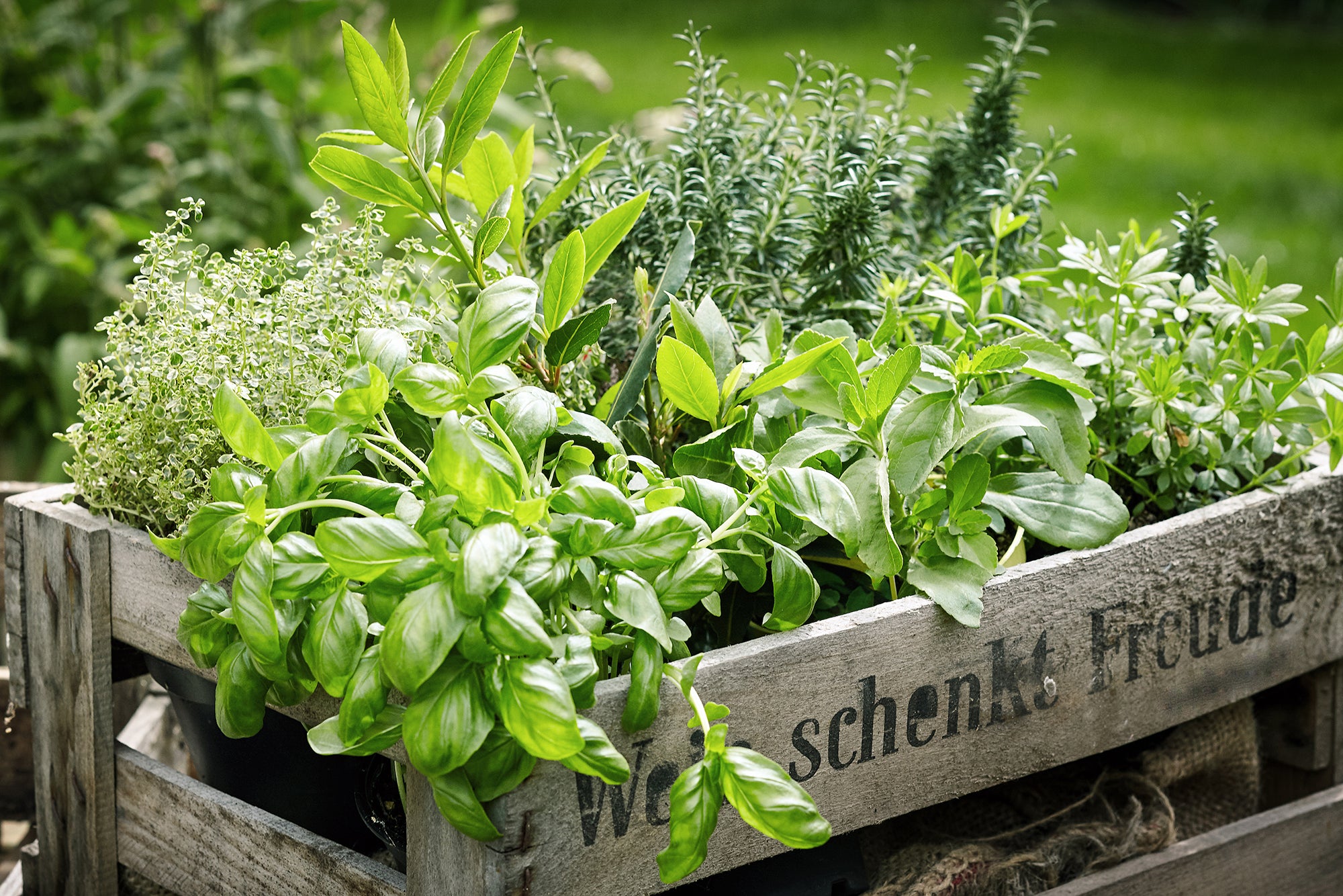 Herbs in a wooden crate with a blurred green background