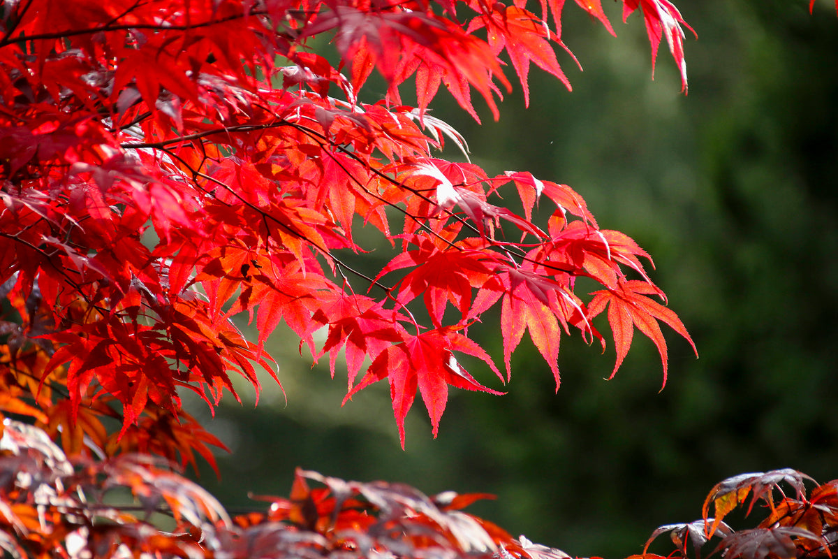 Close-up of vibrant red leaves of Japanese Maple against a blurred green background
