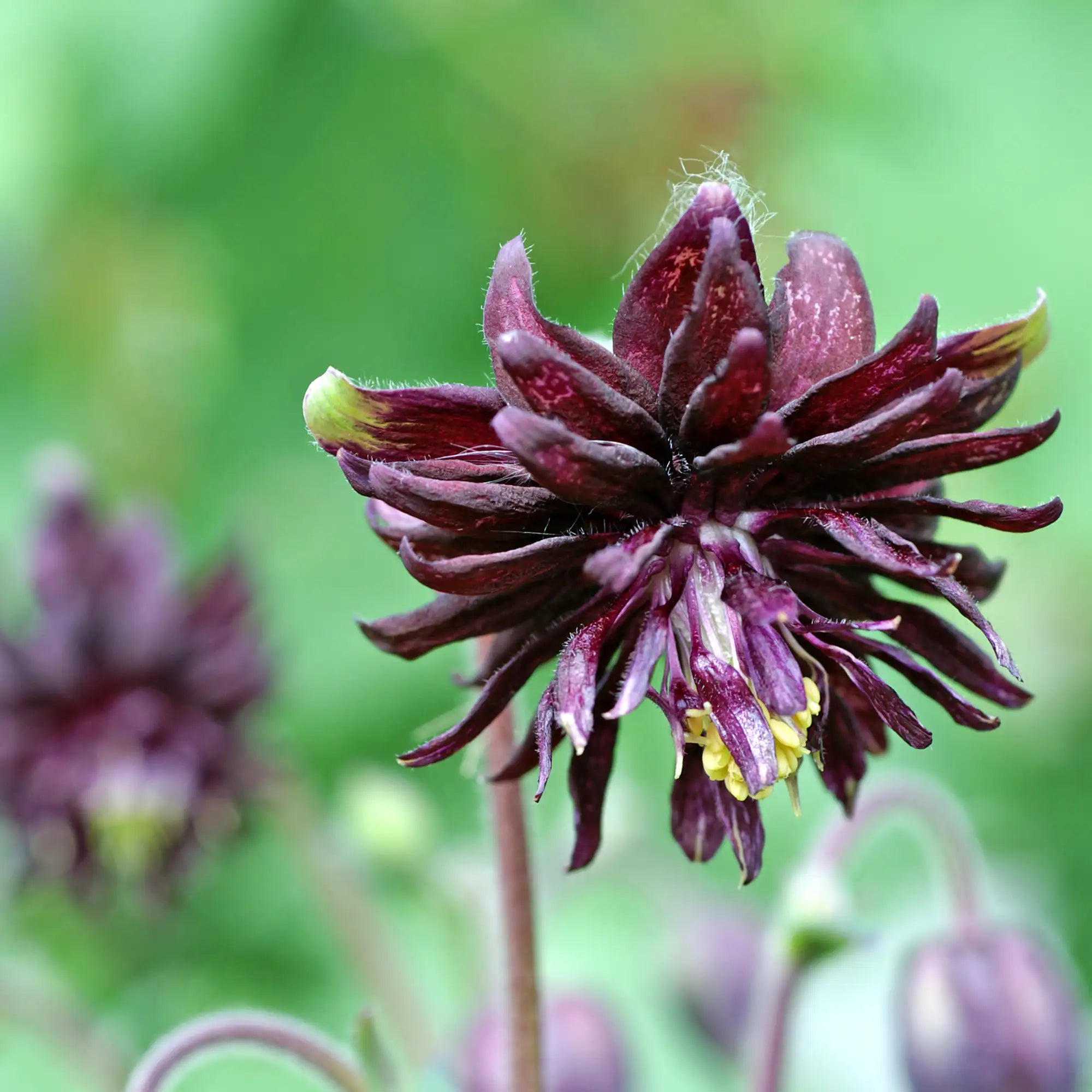 Close-up of Dark Purple Columbine flower.