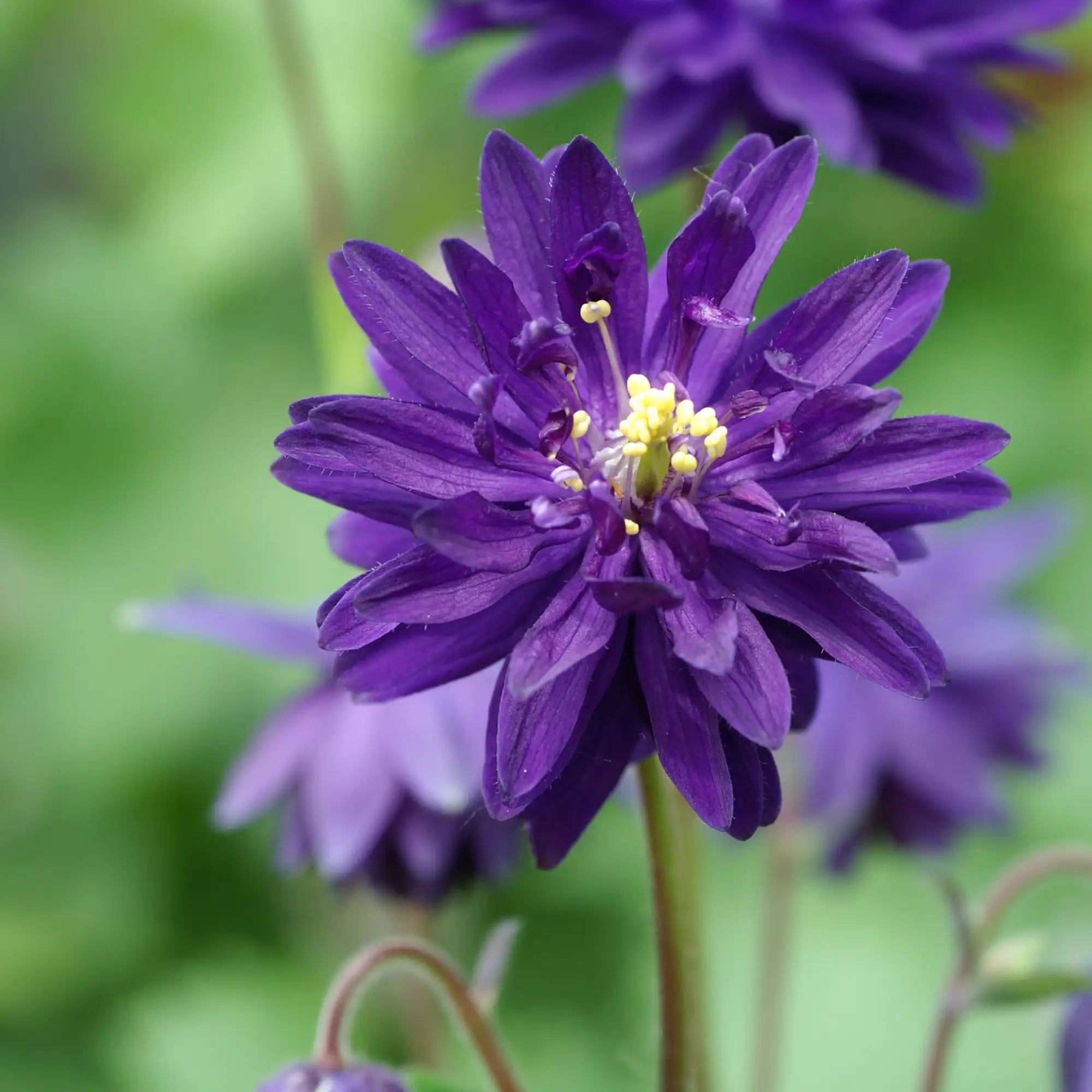 Close-up of Purple Columbine flower.