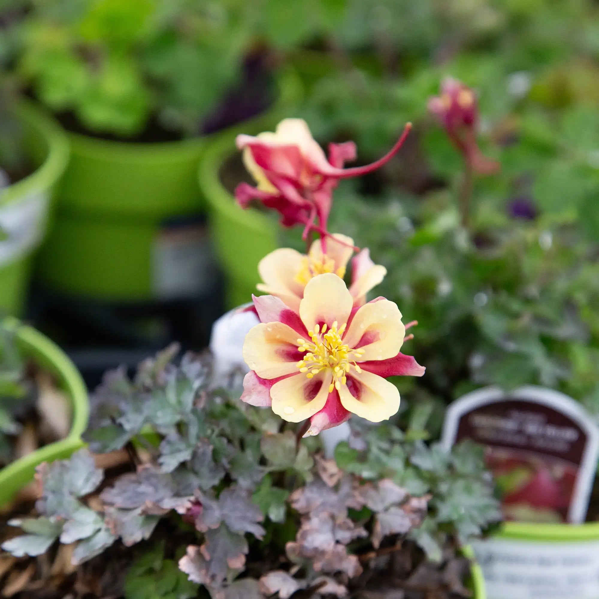 Close-up of Red and Yellow Columbine with dark foliage in a pot.