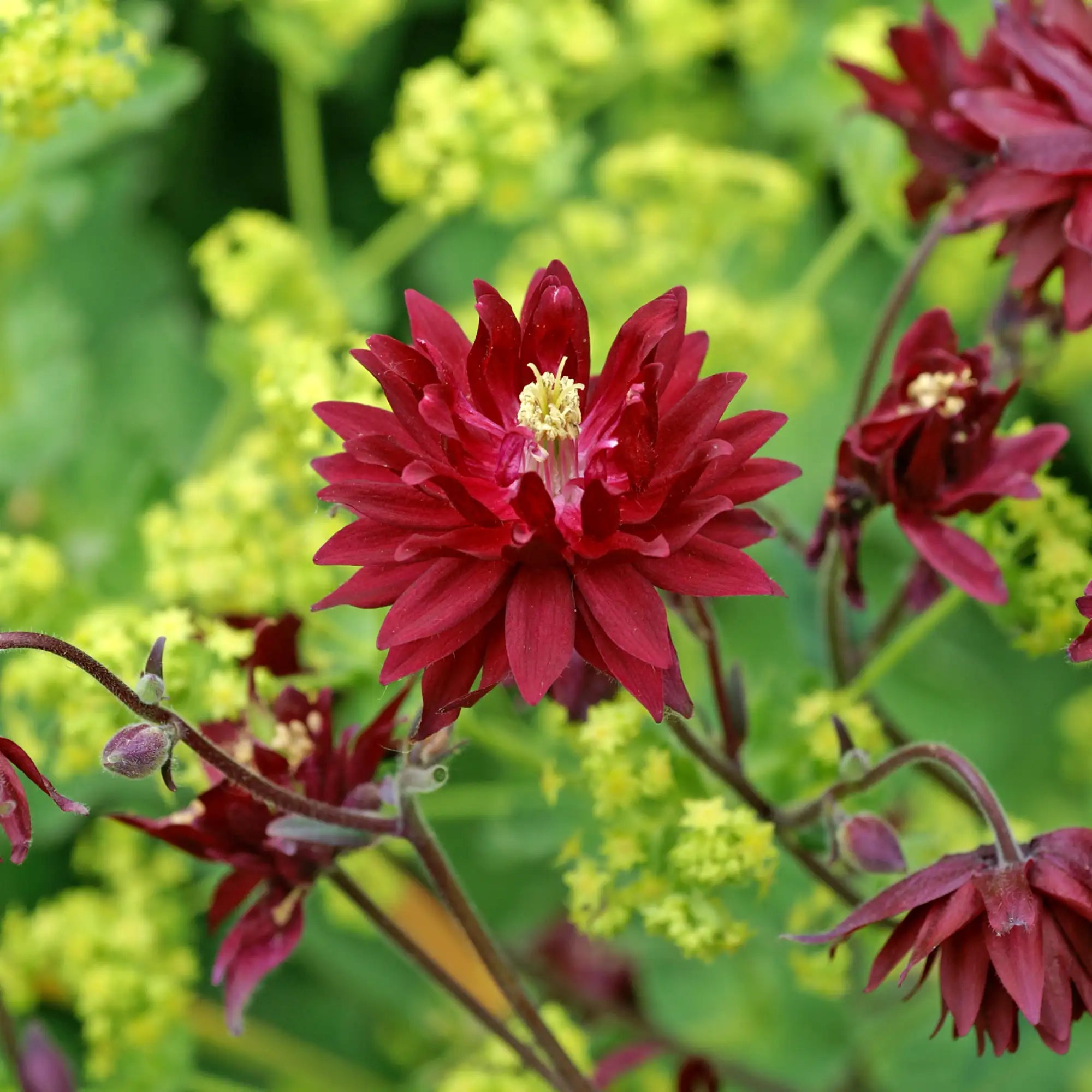 Close-up of Dark Red Columbine flower.