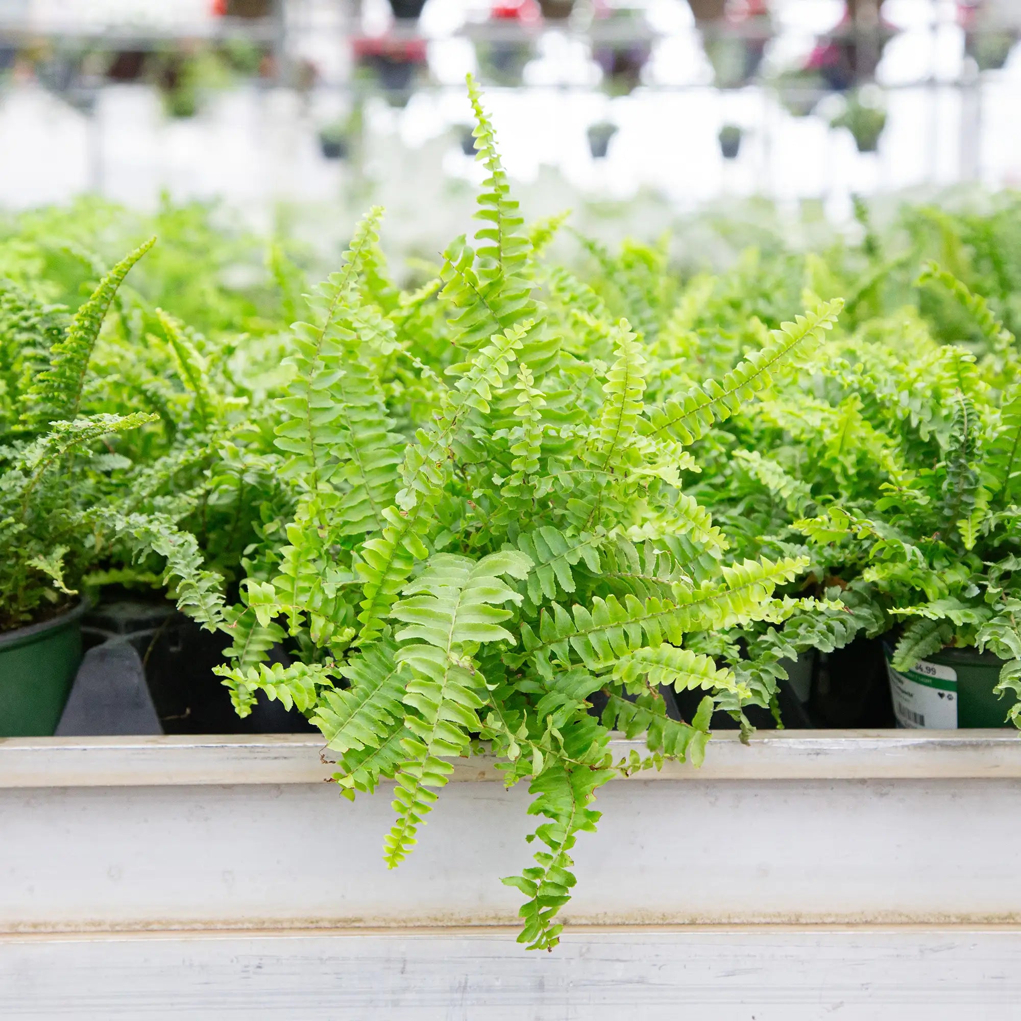 Fern 'Compact Boston'