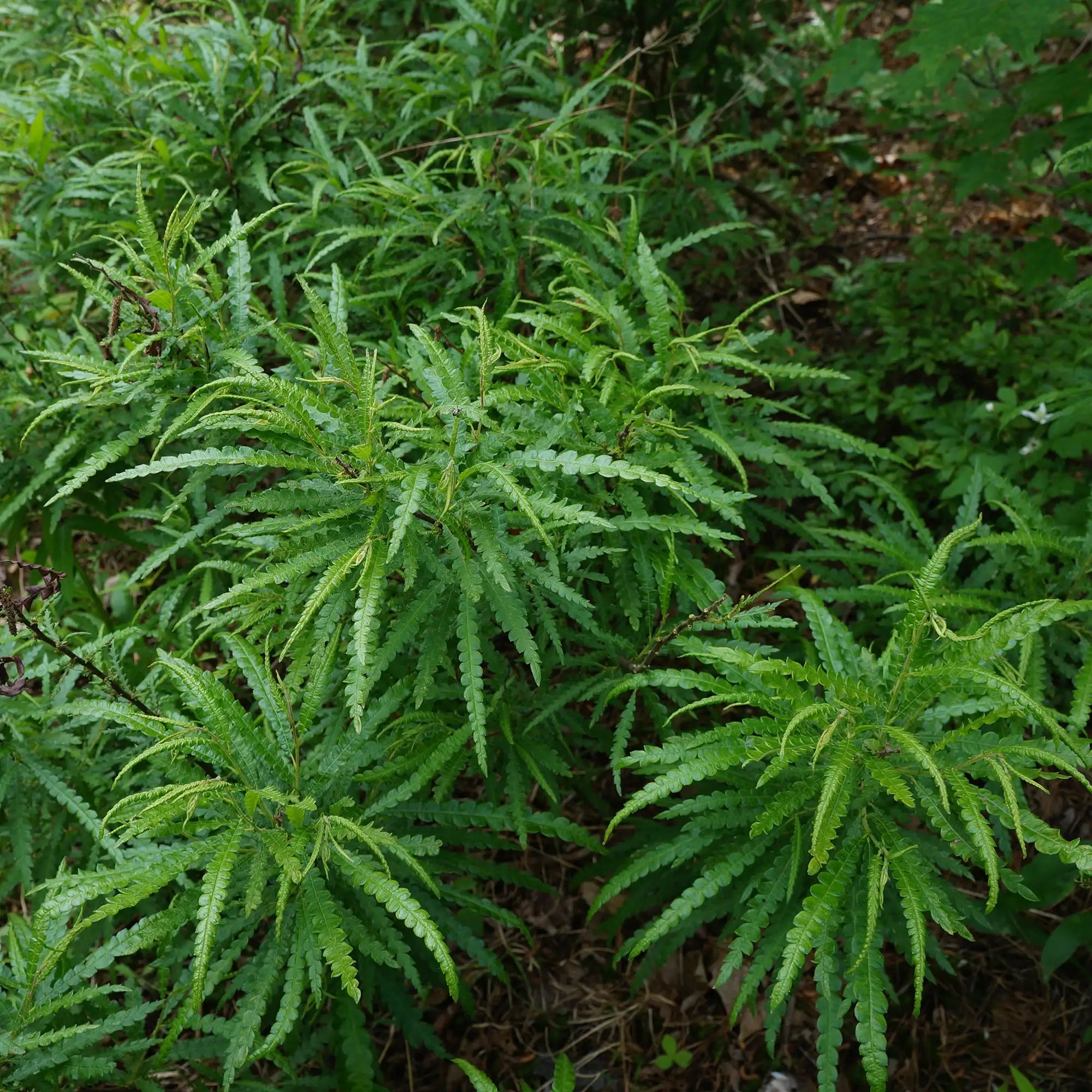 Sweet Fern