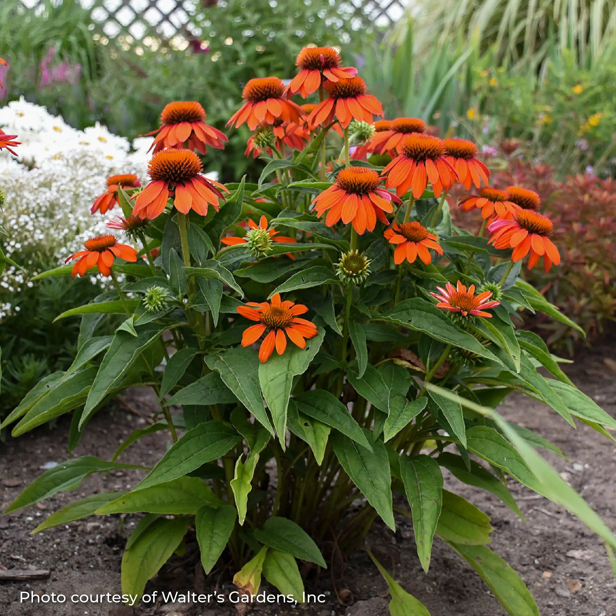 Orange Coneflower in a garden 