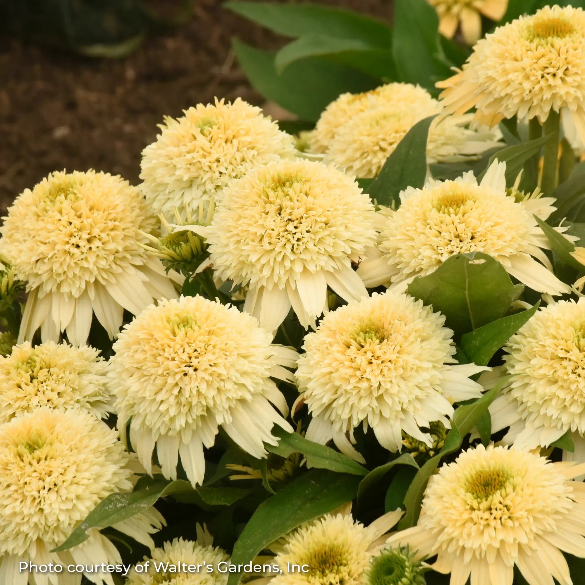 Close-up of Cream Coneflower in a garden
