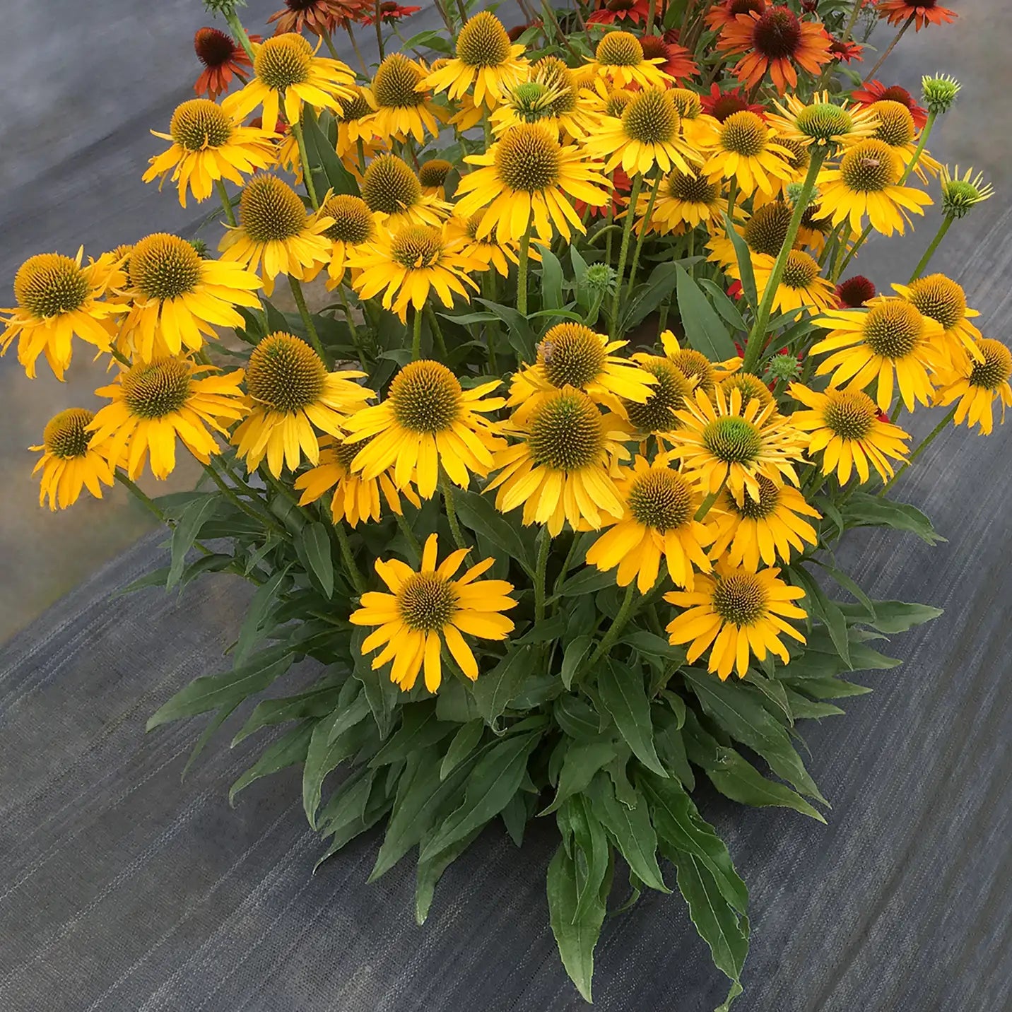 Coneflower Kismet® 'Yellow'